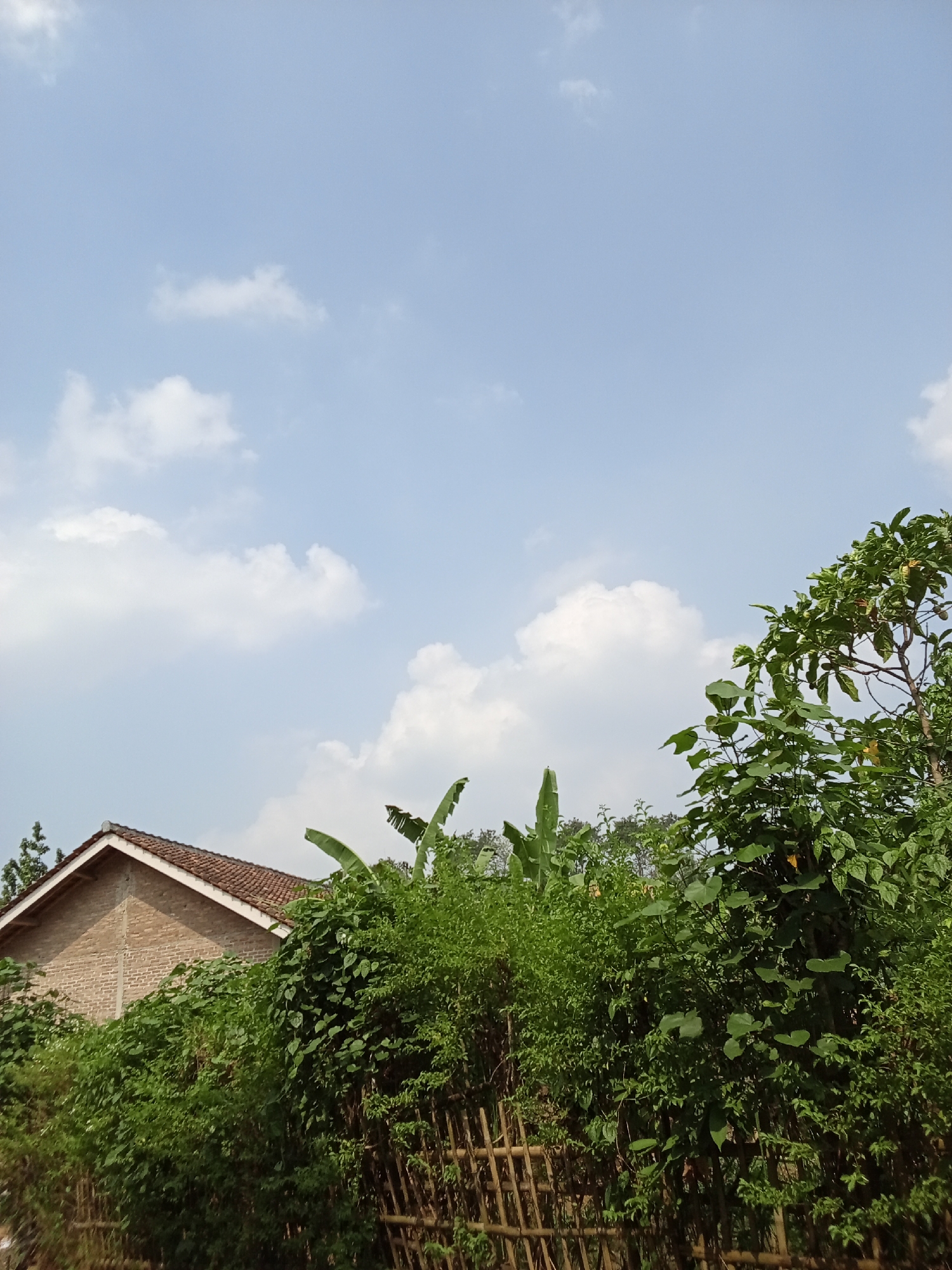 This is a photograph taken outdoors, likely during the day under a clear, light blue sky with scattered white clouds. The foreground is dominated by dense green foliage and vegetation, obscuring most of what is behind it. A portion of a house is visible on the left side of the image, featuring a brown tiled roof and a brick wall. A rudimentary fence made of bamboo poles runs horizontally across the lower part of the image, further obscured by the plants. On the right side, a large tree with green leaves extends upwards. The overall impression is of a rural or semi-rural residential area, possibly in the city of Pringsewu Barat, Indonesia, characterized by lush vegetation and simple structures. There are no people or animals visible in the frame.