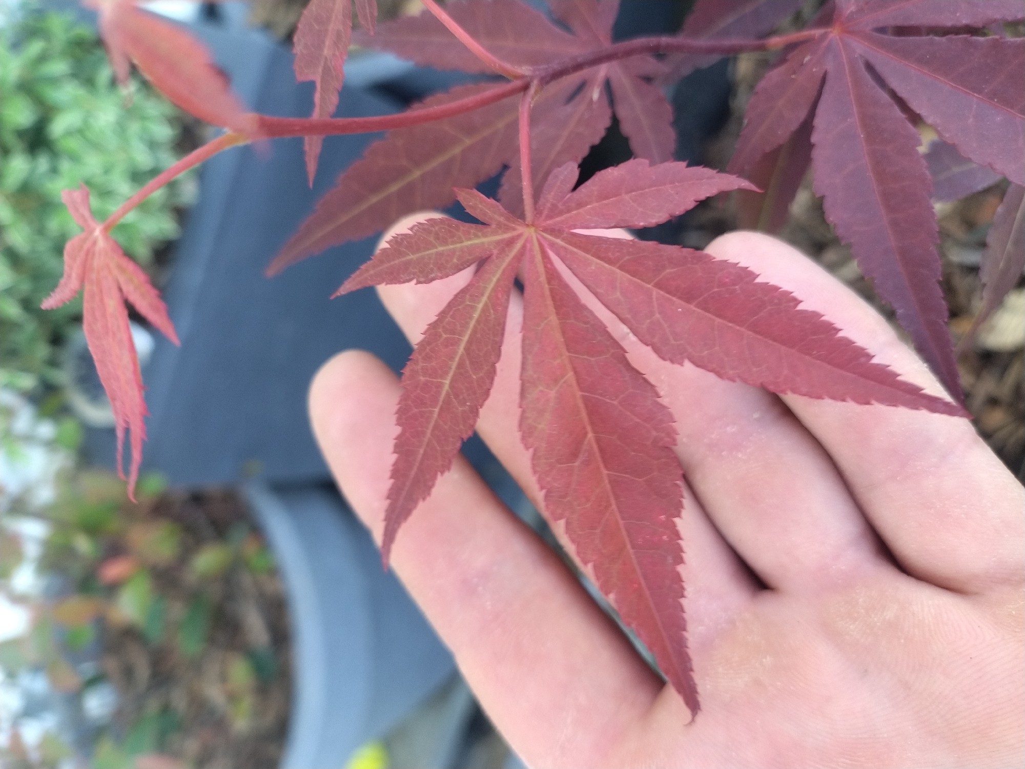 In Crauthem, Luxembourg, a close-up shot focuses on a person's hand gently holding a small, reddish-purple Japanese maple sapling. The hand, with visible fingerprints and pale skin, supports several delicate leaves. These leaves are deeply lobed, serrated along the edges, and display intricate venation. The sapling's stem is thin and reddish. In the blurred background, a dark gray pot and other plants are visible, suggesting an outdoor setting, possibly a garden or nursery. The lighting is natural and diffused, highlighting the subtle color variations and textures of the plant.