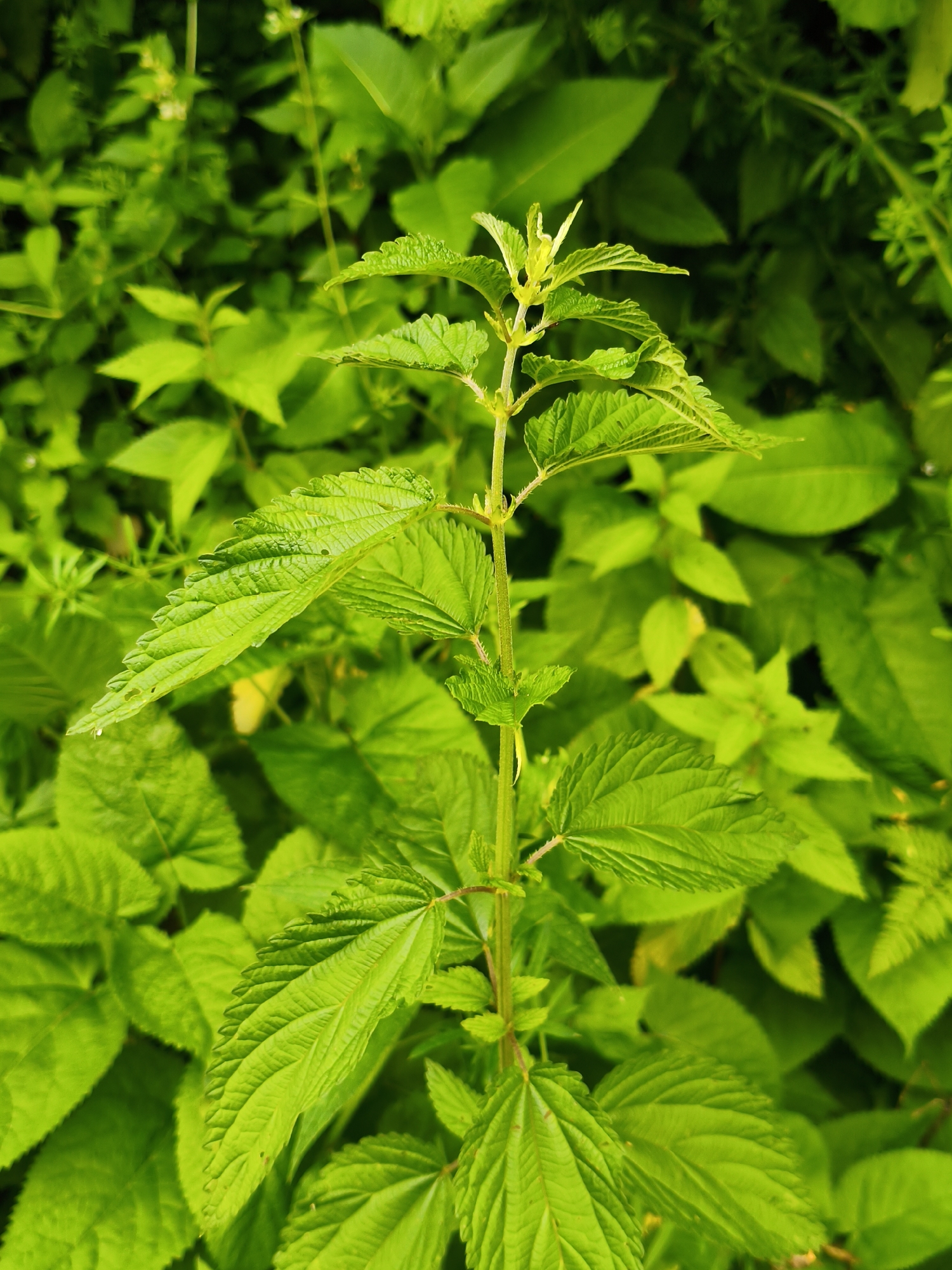 This is a close-up, vertical shot of a nettle plant with vibrant green leaves, set against a background of more blurred green foliage. The nettle's stem is visible, rising from the bottom of the frame, with pairs of serrated leaves emerging along its length. The leaves are a bright, almost neon green, with distinct veins and a slightly textured surface. Some leaves appear delicate and new at the top of the stem, while others are larger and more mature lower down. The background is a dense, out-of-focus tapestry of various green leaves, creating a sense of depth and suggesting a lush, natural environment. The lighting appears bright, possibly indicating daylight, but the overall mood is natural and undisturbed. There are no people, text, or specific events depicted; the focus is solely on the plant itself and its verdant surroundings, likely in a natural setting. The location context of Gusyra, Russia, suggests this could be a common wild plant found in the Russian countryside during a period of growth, likely spring or summer.