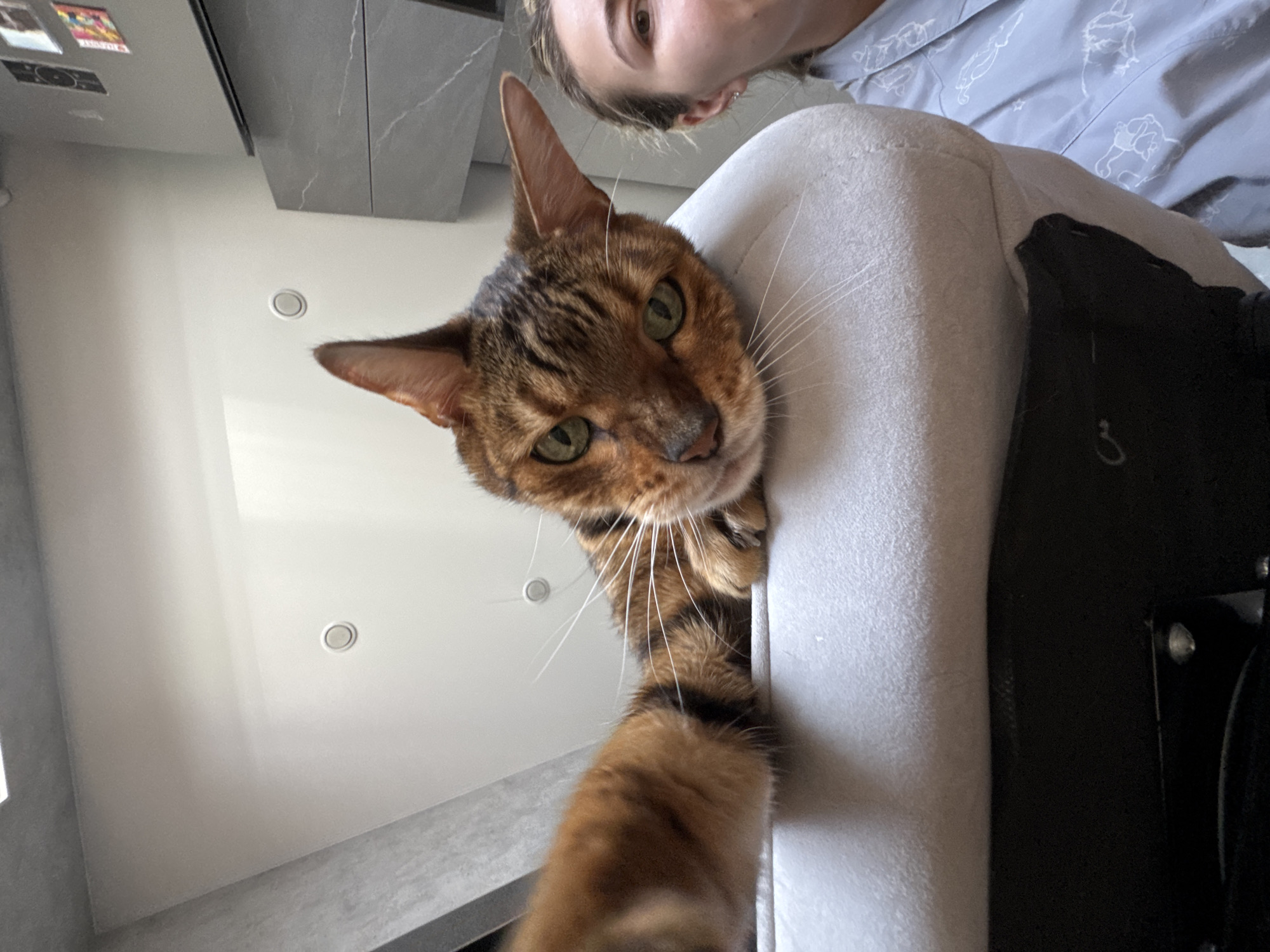An indoor shot captures a close-up, low-angle view featuring a Bengal cat and a partially visible person, creating the impression of a "cat selfie."
The focal point is a beautiful Bengal cat with striking green eyes, distinctive spotted and striped brown and tan fur, and prominent white whiskers. Its head is tilted slightly, and it gazes directly into the camera with an inquisitive expression. One of its front paws is extended towards the camera, seemingly reaching out, adding to the playful nature of the shot. The cat is positioned on a light-colored, plush surface, possibly an armchair or couch back.
Above and slightly behind the cat, a person's face is visible, looking down towards the camera. Only the top portion of their face, including an eye, eyebrow, and part of their forehead and hair, is seen. They have light hair pulled back, and an ear piercing is visible. They appear to be wearing a light blue garment with a white pattern, possibly pajamas or a casual shirt.
The background reveals a modern indoor setting. A white ceiling with recessed circular lights is visible. Grey, possibly marble-patterned, cabinets or wall panels line the upper left of the frame. In the far upper left corner, several small, colorful magnets or stickers are affixed to a metallic surface, likely a refrigerator. A black object, possibly a smartphone, rests next to the plush surface the cat is on.
The lighting is bright and even, suggesting daytime. The overall mood is intimate and playful, capturing a candid moment of interaction between the pet and its owner. No discernible text is clearly visible.