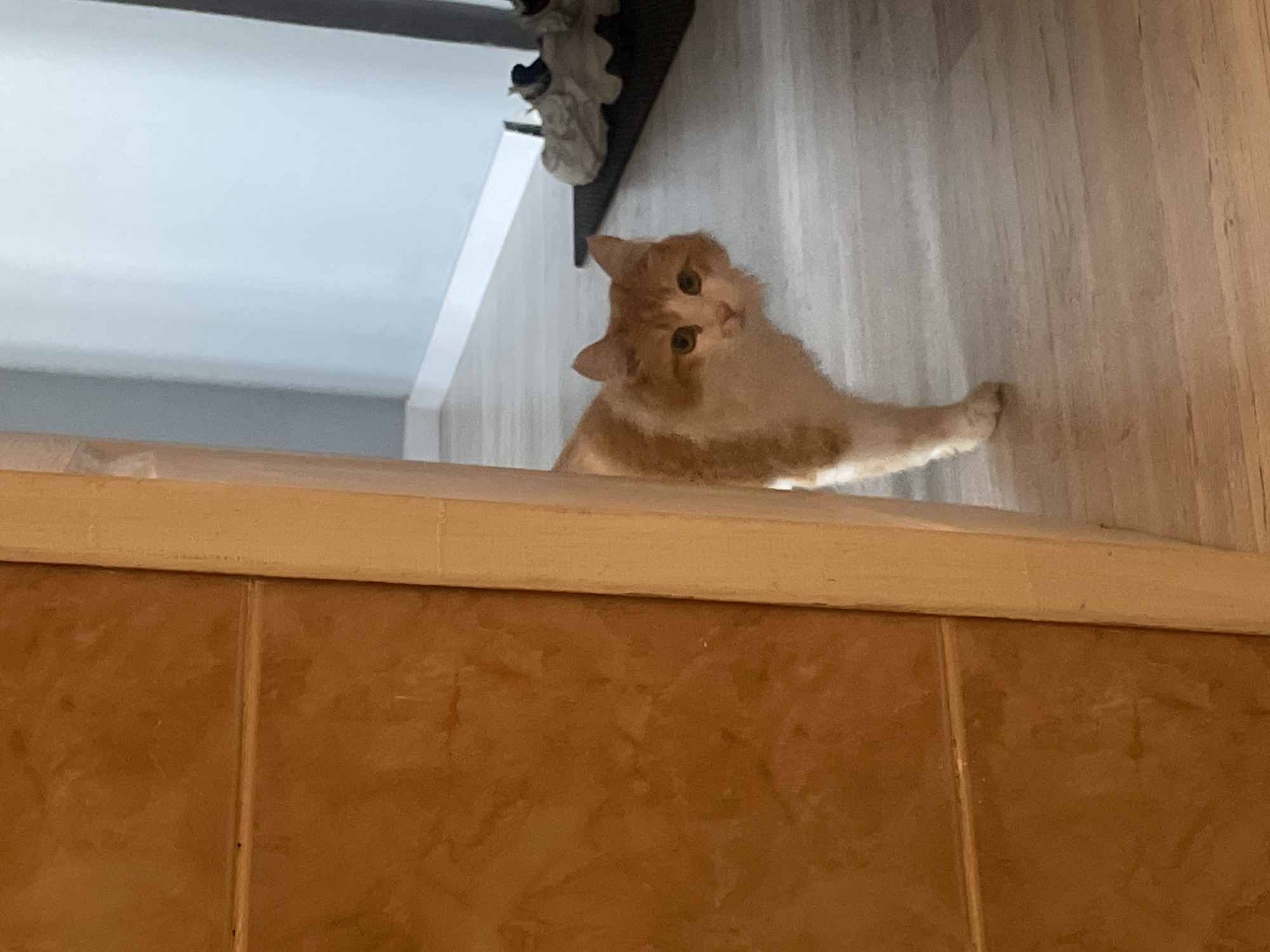 A medium shot depicts a light orange and white domestic cat perched atop a tiled wall, with the camera positioned from below. The cat's head is tilted, with its eyes looking directly at the camera. The fur on its head and chest appears fluffy. One paw is extended onto a light wood-grain surface that forms a backdrop to the tiled wall. The tiles on the wall are large and appear to be a light brown color. The top edge of the tiled wall is covered by a light-colored trim piece. Above the cat, there is a glimpse of a shelf with an unidentifiable object on it, as well as the corner of a room with white walls and ceiling. The flooring is wood, a light color, like the backsplash wall.
