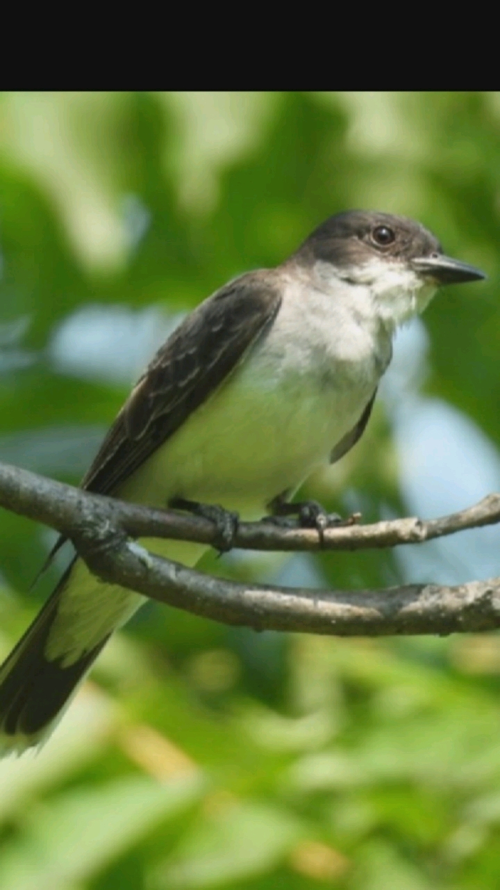 The image shows a bird perched on a branch. The bird is predominantly gray and white with some darker markings on its wings. It has a pointed beak and dark eyes. The branch it is perched on is rough and brown. The background is out of focus and consists of green foliage, suggesting an outdoor, natural environment. There is no indication of the city of Hongkou District, China in the image.