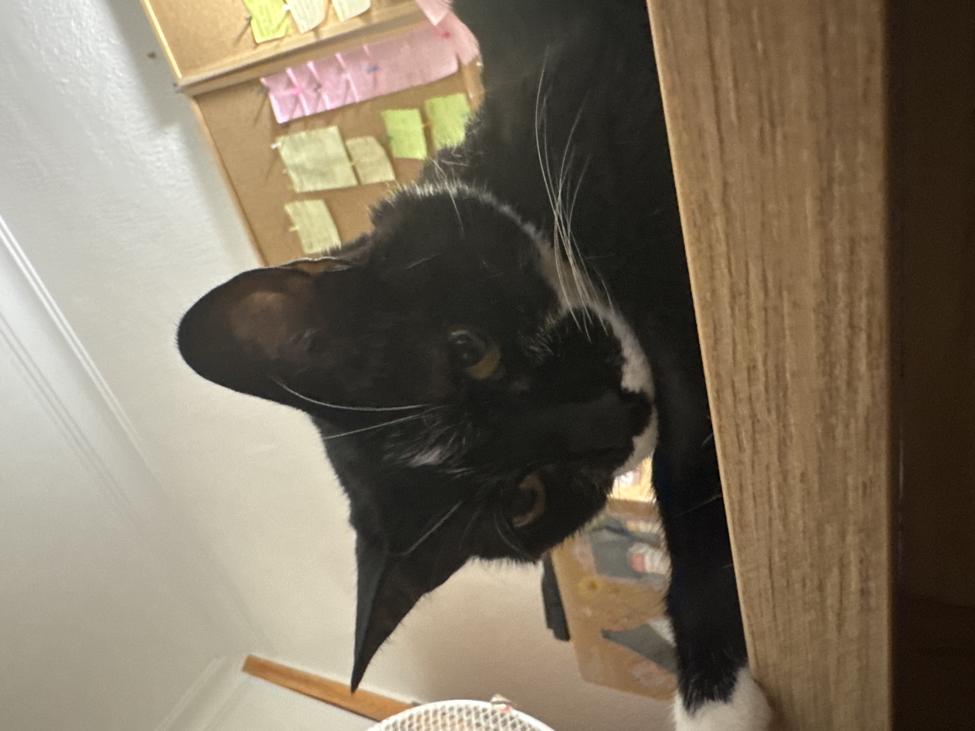 A close-up, low-angle shot shows a black and white cat looking down at the camera. The cat is resting on a light brown wooden surface, with its front paw extending into the lower left of the frame. The cat's head is tilted forward, with its ears perked up. Its eyes are a golden yellow, and its whiskers are long and white.
In the background, a bulletin board is visible, covered in various colorful sticky notes. To the left of the bulletin board, a vertical wooden beam is present, and further to the left, a portion of a white fan can be seen. The wall behind the cat and bulletin board is a pale, off-white color, with faint horizontal lines suggesting molding near the ceiling. The lighting in the scene is relatively bright, illuminating the cat and its immediate surroundings. The image does not provide any specific indicators to determine its location within the city of Castelo Branco, Portugal.