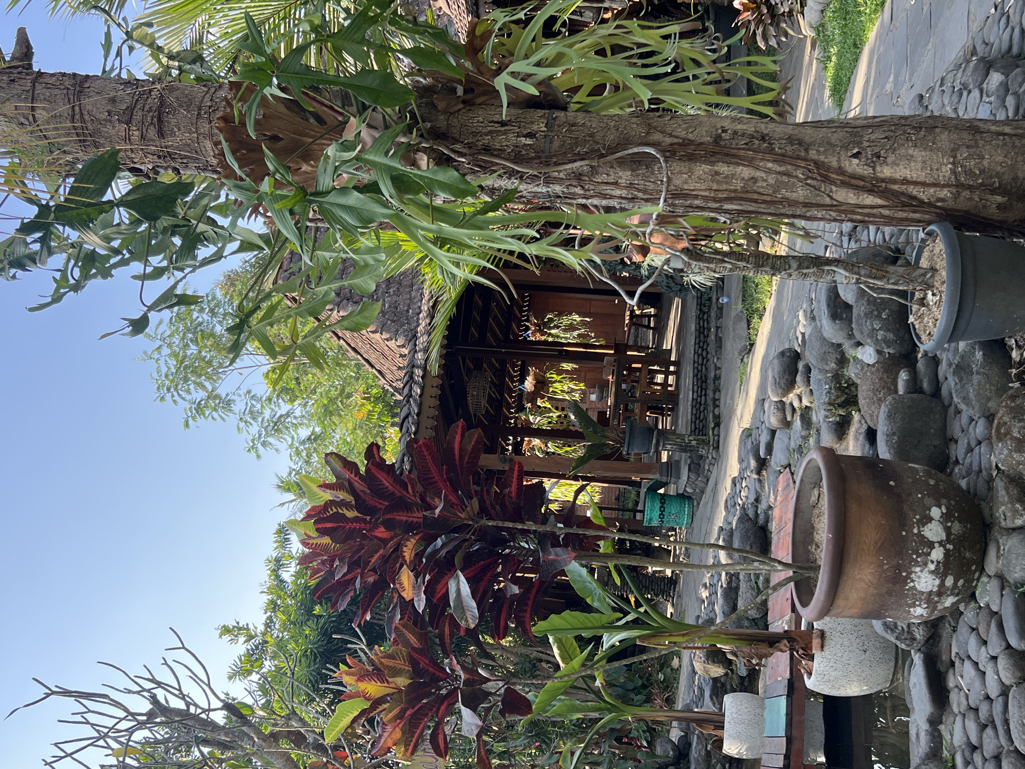 This is a medium-angle, outdoor shot of a garden area with a traditional building in the background, likely located in Tlogoadi, Indonesia. The foreground features a variety of potted plants and rocks. To the left, a large, dark brown ceramic pot contains a small tree with thin branches. Beside it, a white, textured pot holds a similar plant. In the center, a large, round, terracotta-colored pot is prominent, with white splotches and a visible plant. Further left, a shallow body of water is partially visible.
Behind these elements, two tall plants with vibrant red and green leaves, possibly crotons, stand out. A large tree trunk is positioned to the right of the frame, with a cascade of long, green, ribbon-like plants growing from it.
The background reveals a traditional structure with a thatched roof and wooden supports. Tables and chairs are visible under the covered area, suggesting it's an outdoor seating or dining space. Hanging plants are also present. The ground is covered in a mix of paved stones and smaller gray rocks. The sky is clear and blue. No people are visible in the image. The lighting suggests it is daytime, likely morning or afternoon.