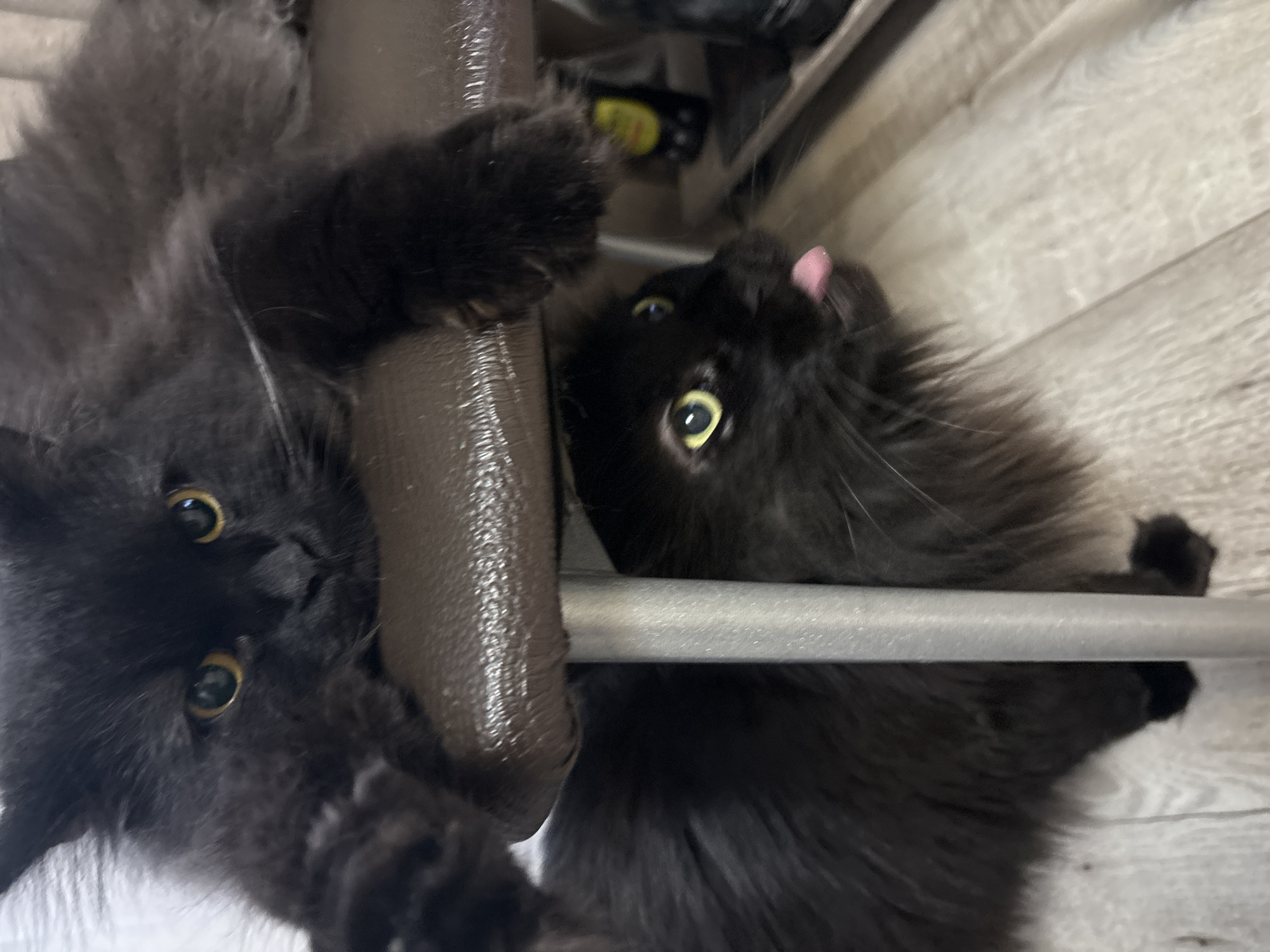 Two black cats are pictured indoors. One cat is lying on top of a brown surface, with its paws dangling over the edge. Its head is turned towards the camera, with yellow eyes looking forward. The second cat is positioned below the first, and its head is visible at eye level. This cat is sticking its pink tongue out to the side. Both cats have long, dark fur. The background consists of a wooden floor and a metal support. The setting is a domestic environment, potentially an apartment or house, and there is no indication of it being in Krasnokamsk, Russia.