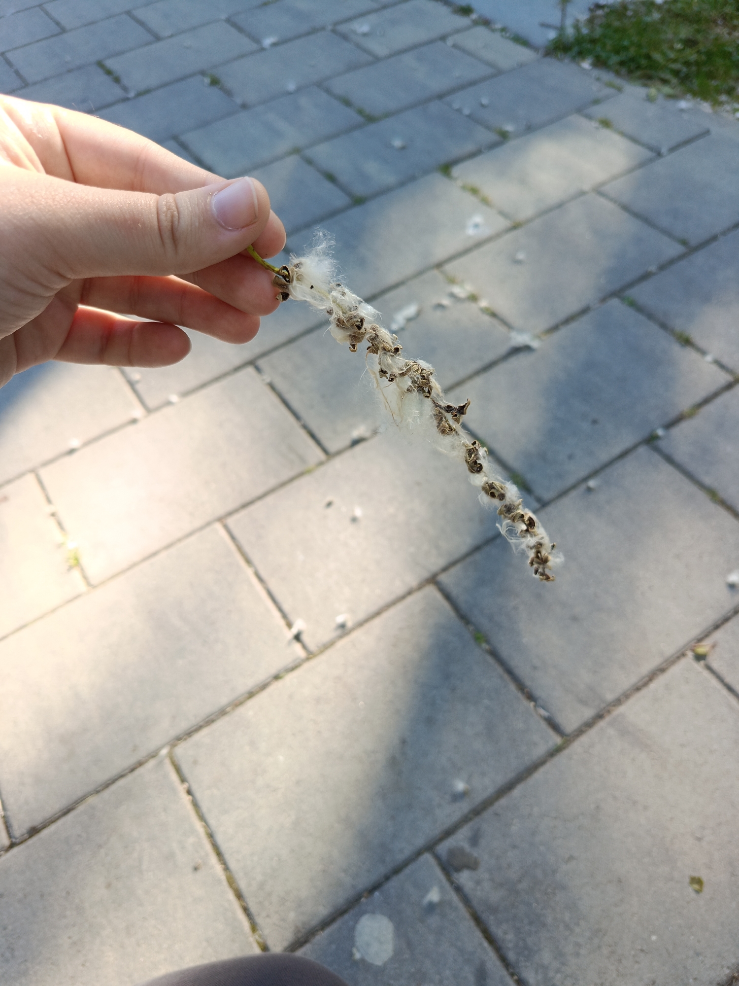 A hand with light skin is holding a long, thin stalk with small seed pods covered in white fluff. The stalk appears to be a plant that has gone to seed, possibly cottonwood or poplar. The background is a paved walkway made of gray rectangular stones. Sunlight casts shadows on the walkway, indicating it is daytime. There is a patch of green grass on the right side of the image. The scene appears to be outdoors, possibly in a park or along a street in Ust-Dzheguta, Russia.