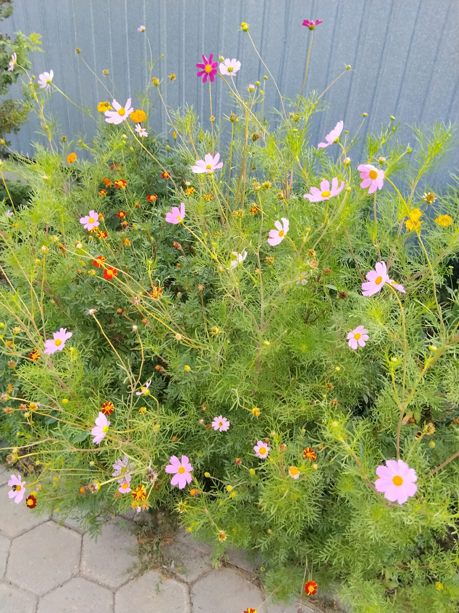 The image shows a close-up view of a bush with numerous flowers, including pink cosmos and smaller orange and red flowers, likely marigolds. The bush is located next to a gray, corrugated metal fence and a paved walkway made of hexagonal concrete pavers. The background is out of focus, but the fence suggests an urban or suburban setting. The lighting indicates it is daytime, possibly late afternoon or early morning due to the soft light. There are no people visible in the image. The scene appears to be a garden or a decorative planting area. The specific location in Kokshetau, Kazakhstan, cannot be determined from the visual information alone.