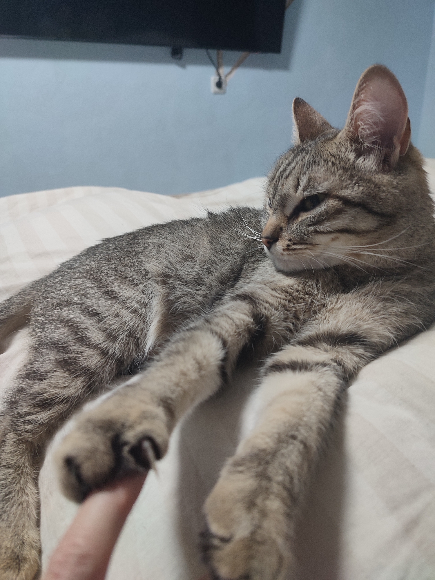 A gray tabby cat is reclining on a bed with white and beige striped bedding. The cat is lying on its side with its front paws extended. A human finger is visible, interacting with the cat's paw. The cat appears relaxed with its eyes partially closed. In the background, there is a blue wall and a dark-colored television mounted on the wall. The location of the image is Unknown, Unknown.