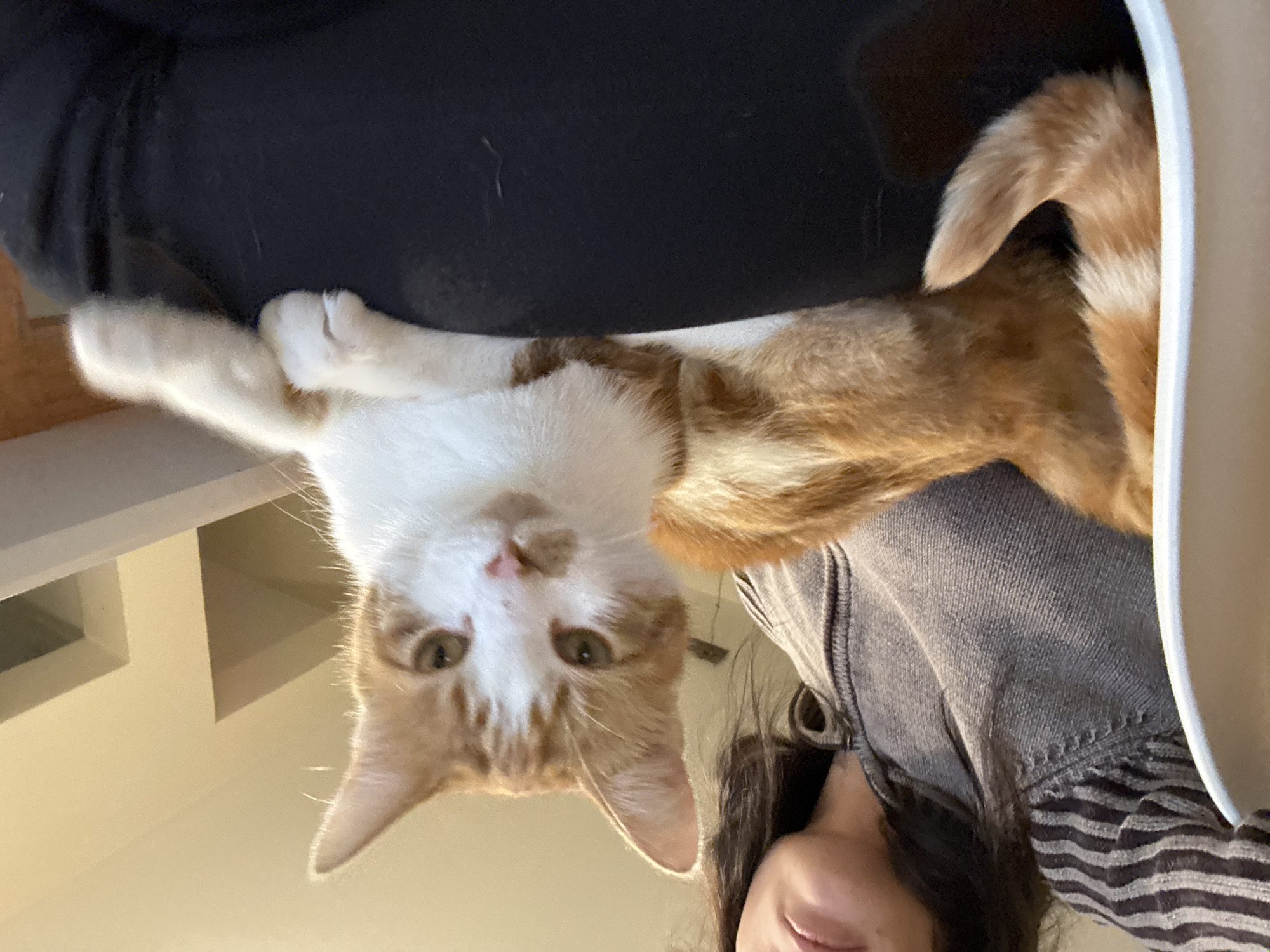 A medium shot, taken from a low angle, depicts a person holding an orange and white cat. The cat is in the foreground, held upside down, its face close to the camera. The cat’s body extends towards the upper right of the frame, with its tail visible. The person holding the cat is partially visible in the lower right corner of the image. A black fabric or clothing item is visible behind the cat. A light-colored surface is visible on the left side of the image. The location of the image is unknown, and there is no indication that it was taken in Trelew, Argentina.