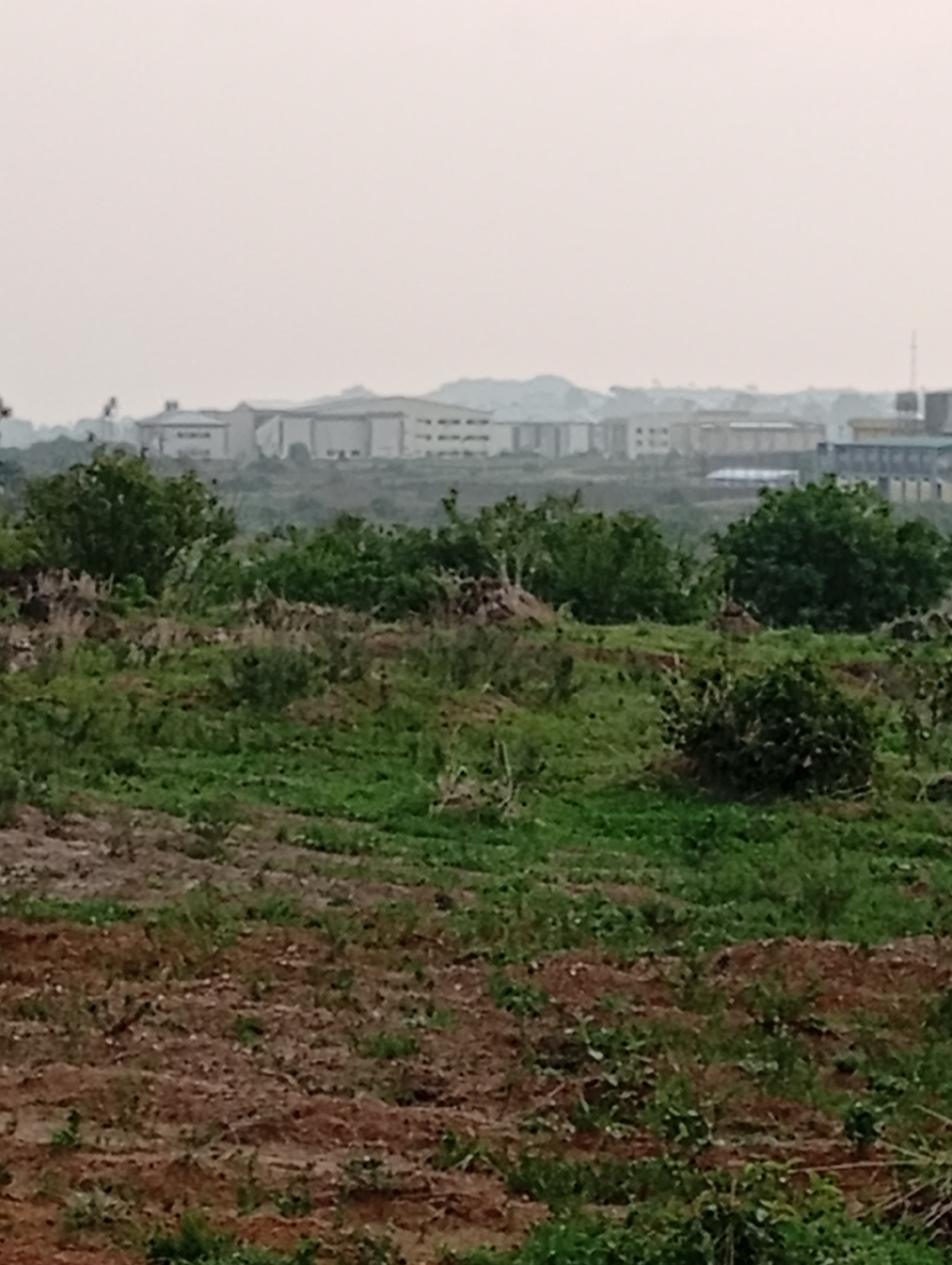 The image depicts an expansive, somewhat overgrown field in Jos, Nigeria, with a hazy, muted sky. In the foreground, the terrain is uneven, characterized by patches of dry, reddish-brown soil interspersed with areas of green grass and low-lying vegetation. Some sections appear to have been recently tilled or disturbed, exposing more soil.
Further into the mid-ground, the landscape transitions to denser, lush green foliage, with several large, rounded bushes or trees dominating the scene. These form a thick, verdant band across the middle of the image.
In the background, a prominent array of buildings stretches horizontally across the horizon. These appear to be modern structures, possibly institutional or commercial, with a light-colored facade and multiple windows. They are situated on a slightly elevated plain, and the overall impression is that of a developing urban or semi-urban area. The hazy conditions obscure finer details of the buildings and the surrounding terrain. The image captures a wide view, suggesting an open, undeveloped or semi-developed parcel of land within or on the outskirts of Jos.