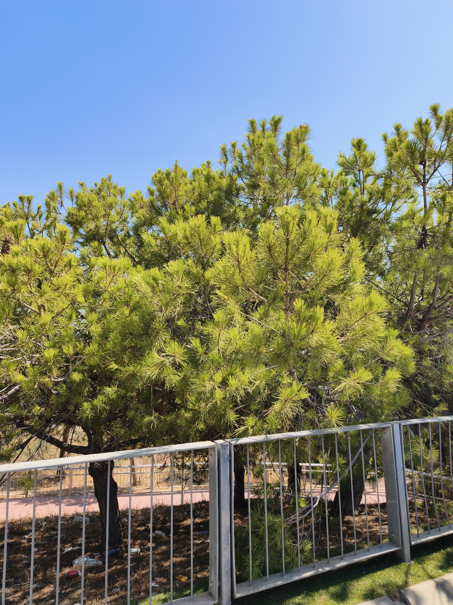 The image shows a cluster of pine trees with bright green needles under a clear blue sky. In the foreground, there is a metal fence with vertical bars. Behind the fence, the ground is covered with dry pine needles and scattered litter, including plastic bottles and wrappers. A pink paved path is visible beyond the trees. The scene appears to be an outdoor public area.