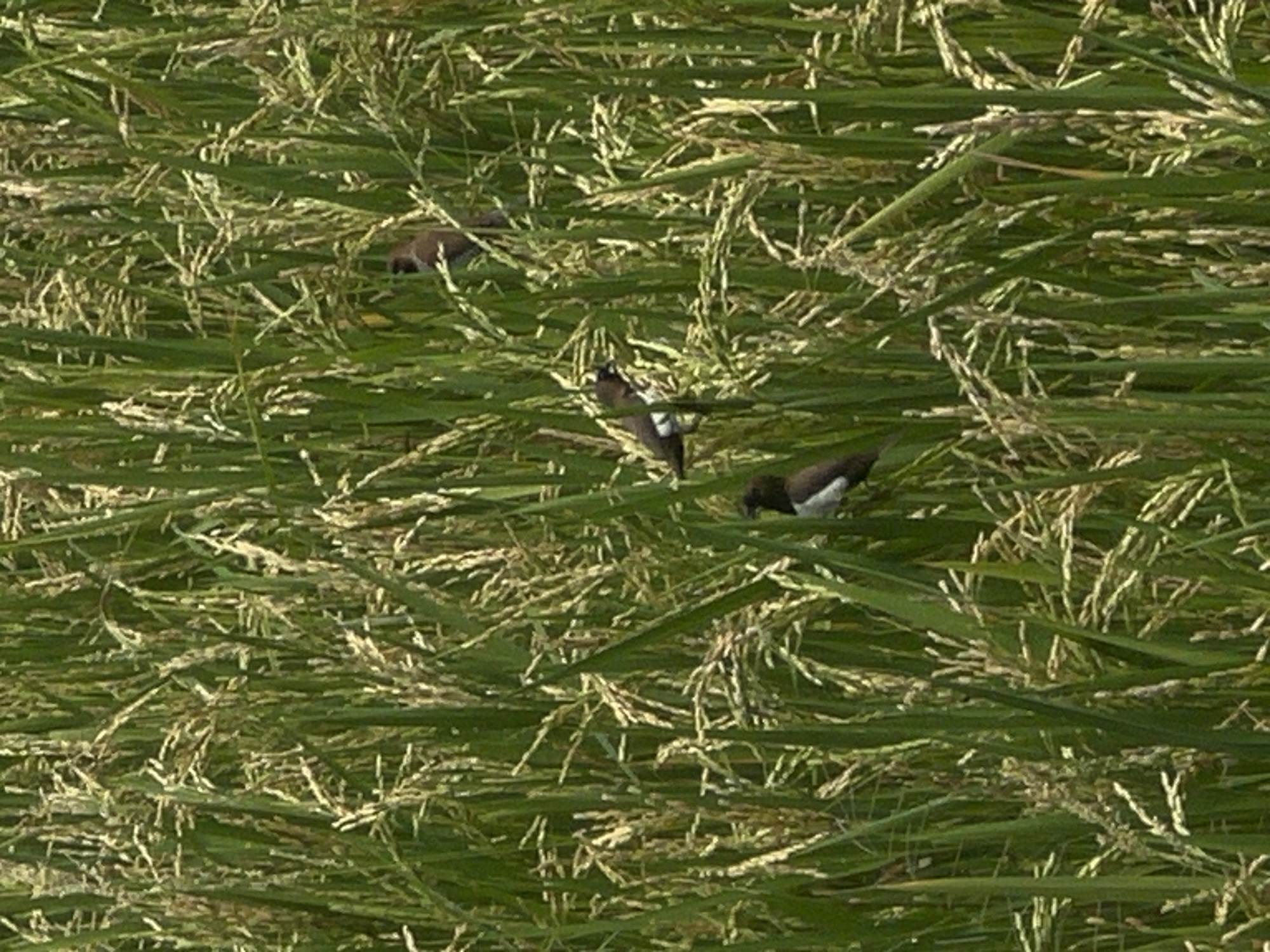 The image shows a dense field of rice stalks, likely in a rural area. Several small birds with dark heads and white chests are visible perched amongst the stalks. The location is probably Canggu, Indonesia, given the context. The scene depicts birds feeding in a rice paddy.