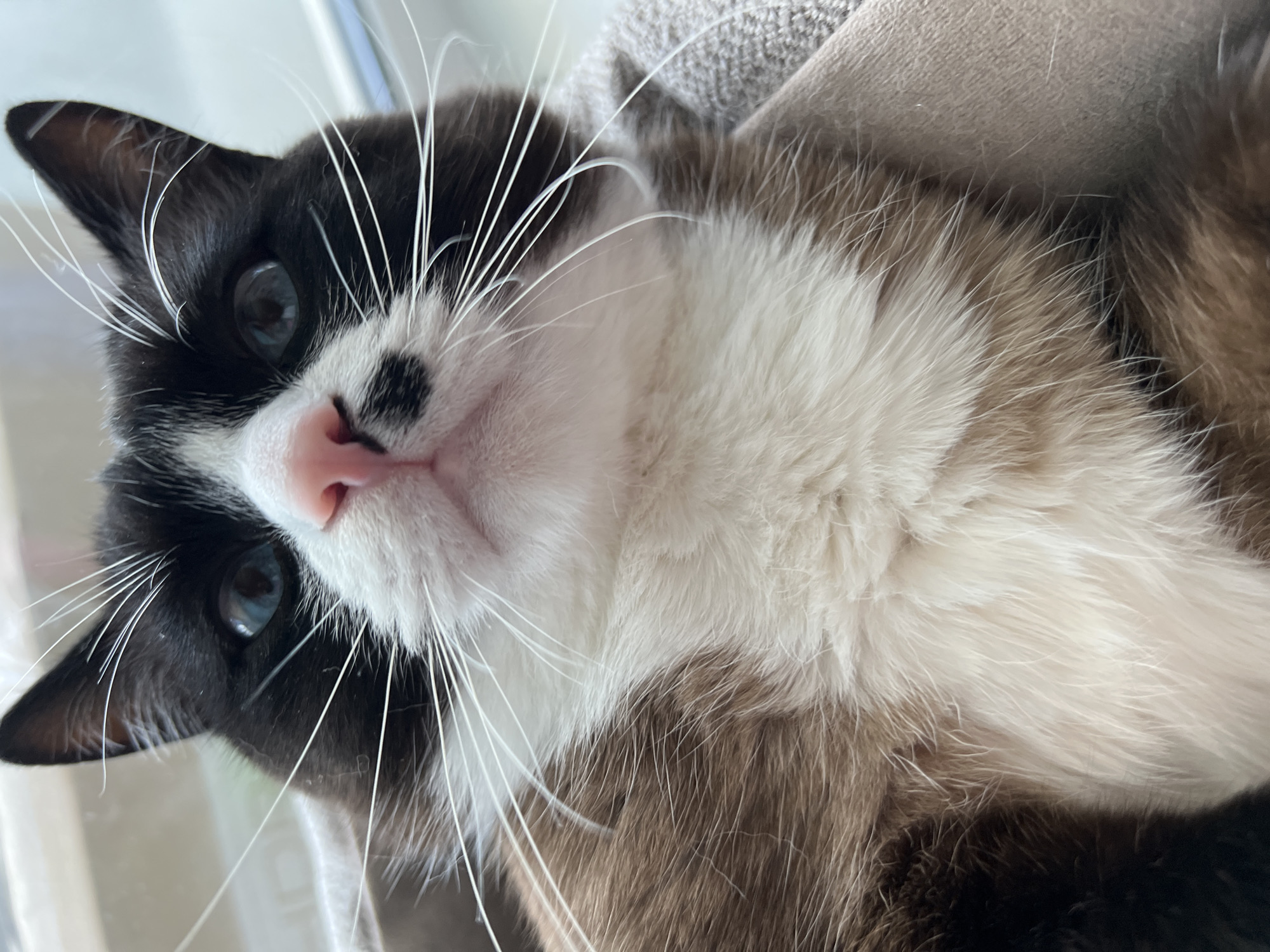 The image shows a close-up of a cat's face. The cat is predominantly black and white, with a pink nose and long white whiskers. Its eyes appear to be blue. The cat is lying down on a soft, gray surface. The location in the city of Noviy, Russia, is not depicted in this picture.
