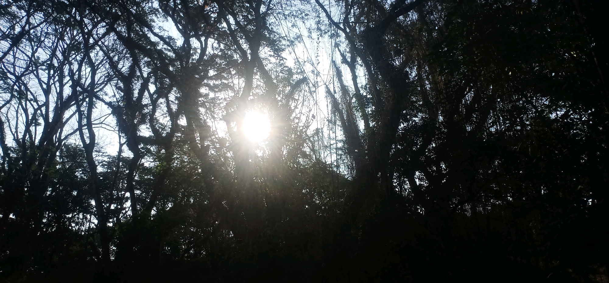 The image displays a dense canopy of trees with the sun peeking through the branches, creating a sunburst effect. The scene appears to be in a natural setting, possibly a forest or a heavily wooded area. The sunlight filtering through the leaves suggests it is daytime. There are no people or animals visible in the image. The environment is characterized by the silhouetted shapes of trees and the bright light of the sun. The image seems to have been taken from below, looking upwards into the trees. Without further information, it is not possible to pinpoint the exact location within Bawang, Indonesia, other than it is a vegetated area.
