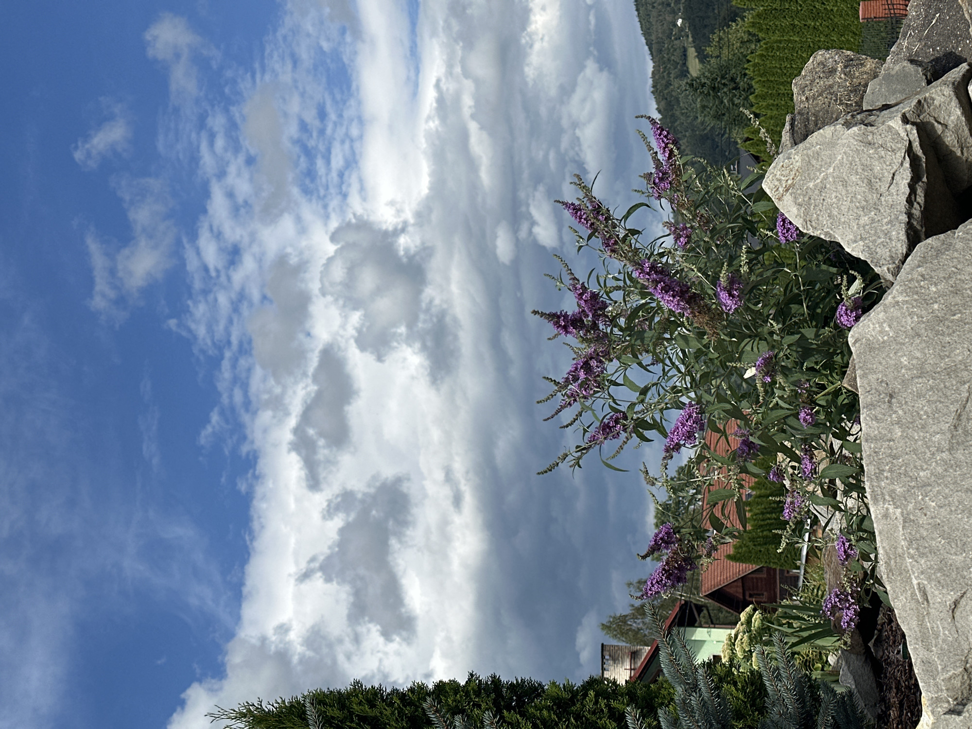 The image shows a natural outdoor scene in Wisła, Poland, under a partly cloudy sky. In the foreground, large grey rocks are arranged. Behind the rocks, a flowering bush with purple blooms is prominent, with green foliage. To the left of the bush, a tall evergreen tree stands. In the background, there are houses with red roofs and green siding, and a dense line of evergreen trees forming a natural fence. Beyond the houses and trees, a forested hillside rises under the expansive sky, which features a mix of blue sky and dramatic clouds, some appearing dark and heavy. The overall atmosphere is serene and rural.