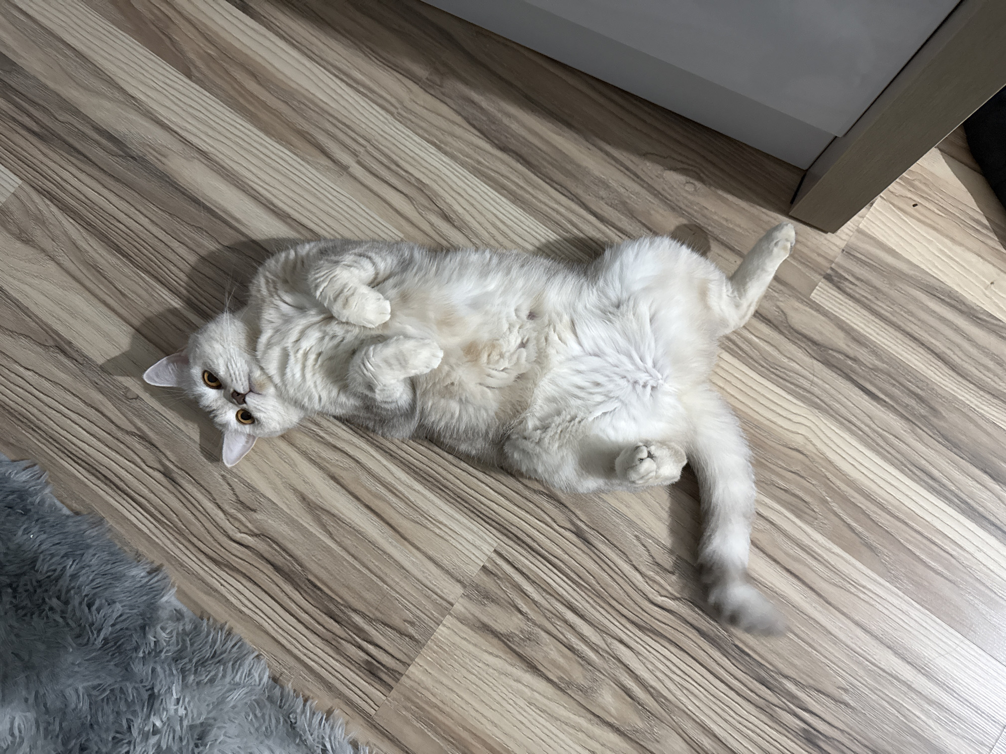 A light grey tabby cat with yellow eyes lies on its back on a wood-look floor. The cat's belly is exposed and its paws are curled. A fluffy grey rug is visible in the lower left corner. The edge of a light-colored piece of furniture is in the upper right. The location is not evident from the provided image.