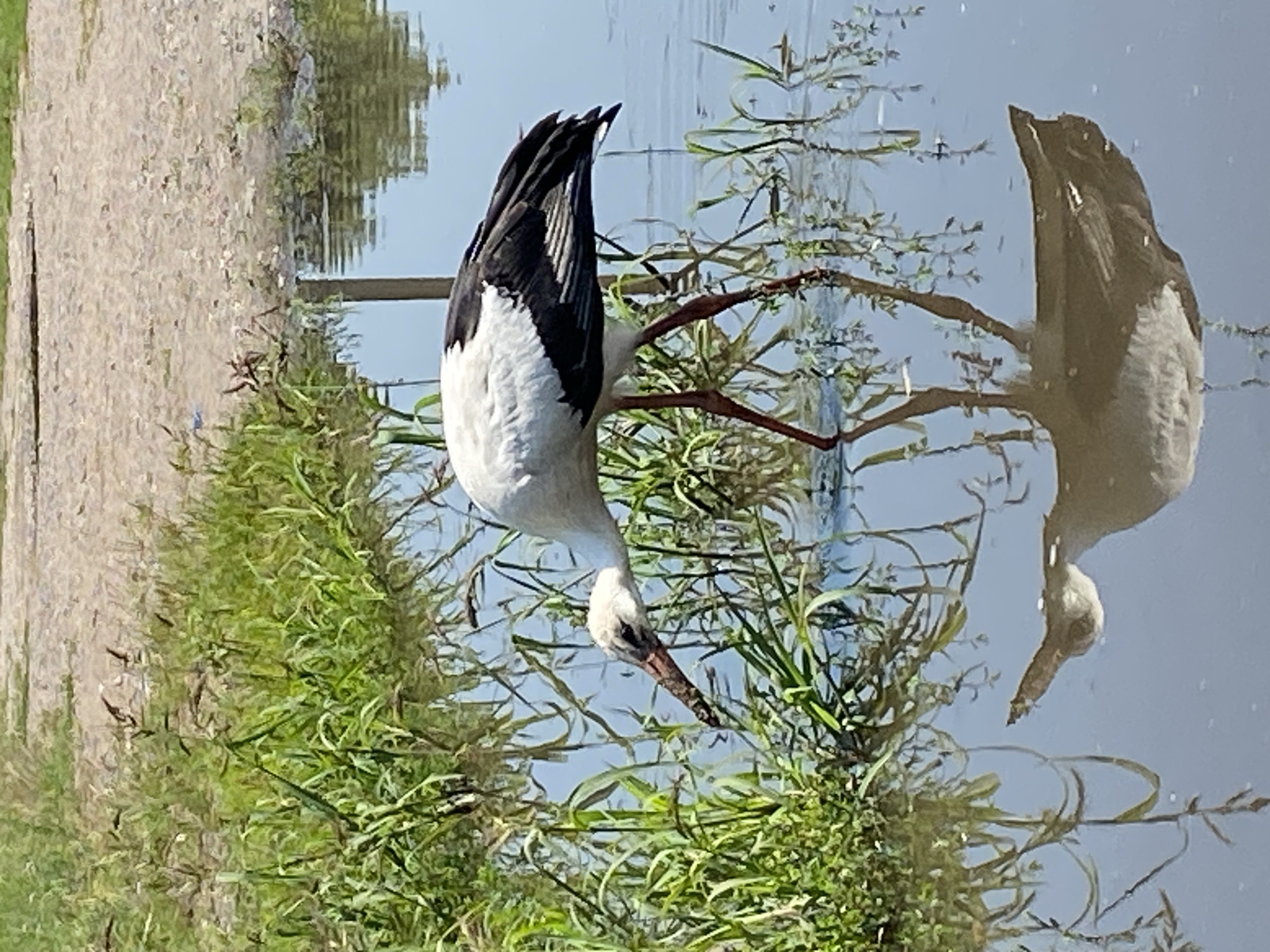 A white stork with black markings on its wings stands in shallow water at the edge of a grassy embankment. Its long, reddish-brown beak is submerged in the water as it appears to be foraging. The bird's reflection is visible in the still water. The background shows a sandy or gravel path and more lush green vegetation. The scene is set in Воўчынскі сельскі Савет, Belarus.