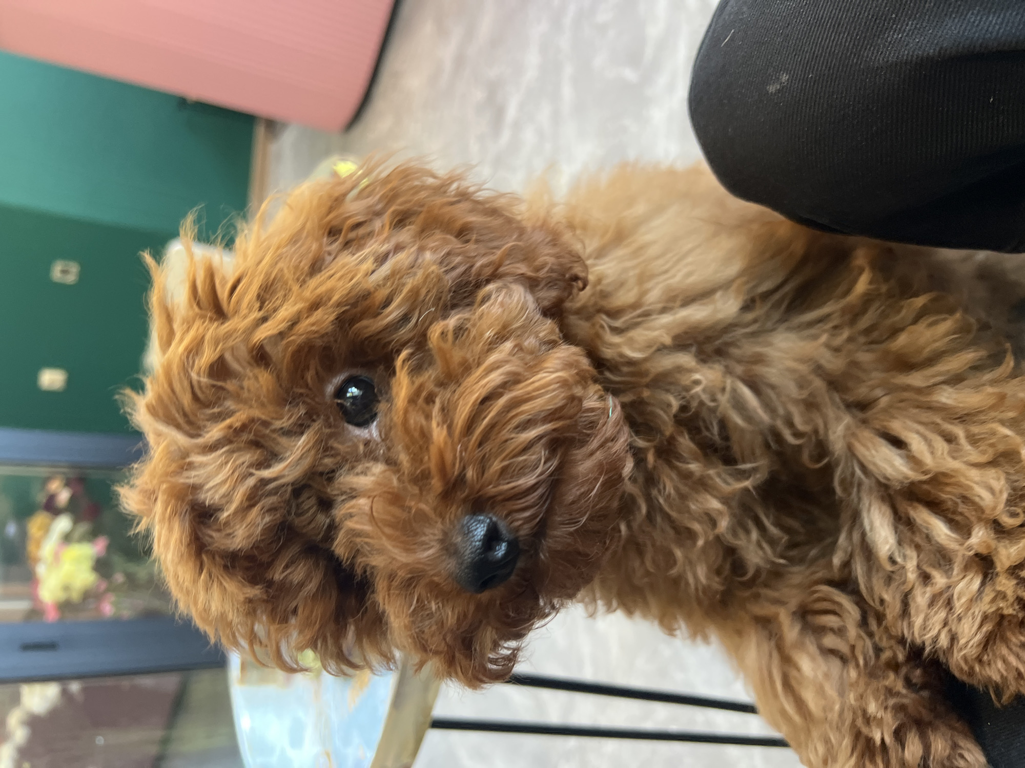 A close-up shot shows a fluffy, red-brown poodle puppy sitting on what appears to be a person's lap, with black pants visible in the lower right corner. The puppy has dark eyes and a black nose. In the background, a table with a patterned surface and a vase of flowers are partially visible. The environment seems to be indoors, possibly a cafe or living room, with green and pink accents on furniture. The lighting is natural and bright.