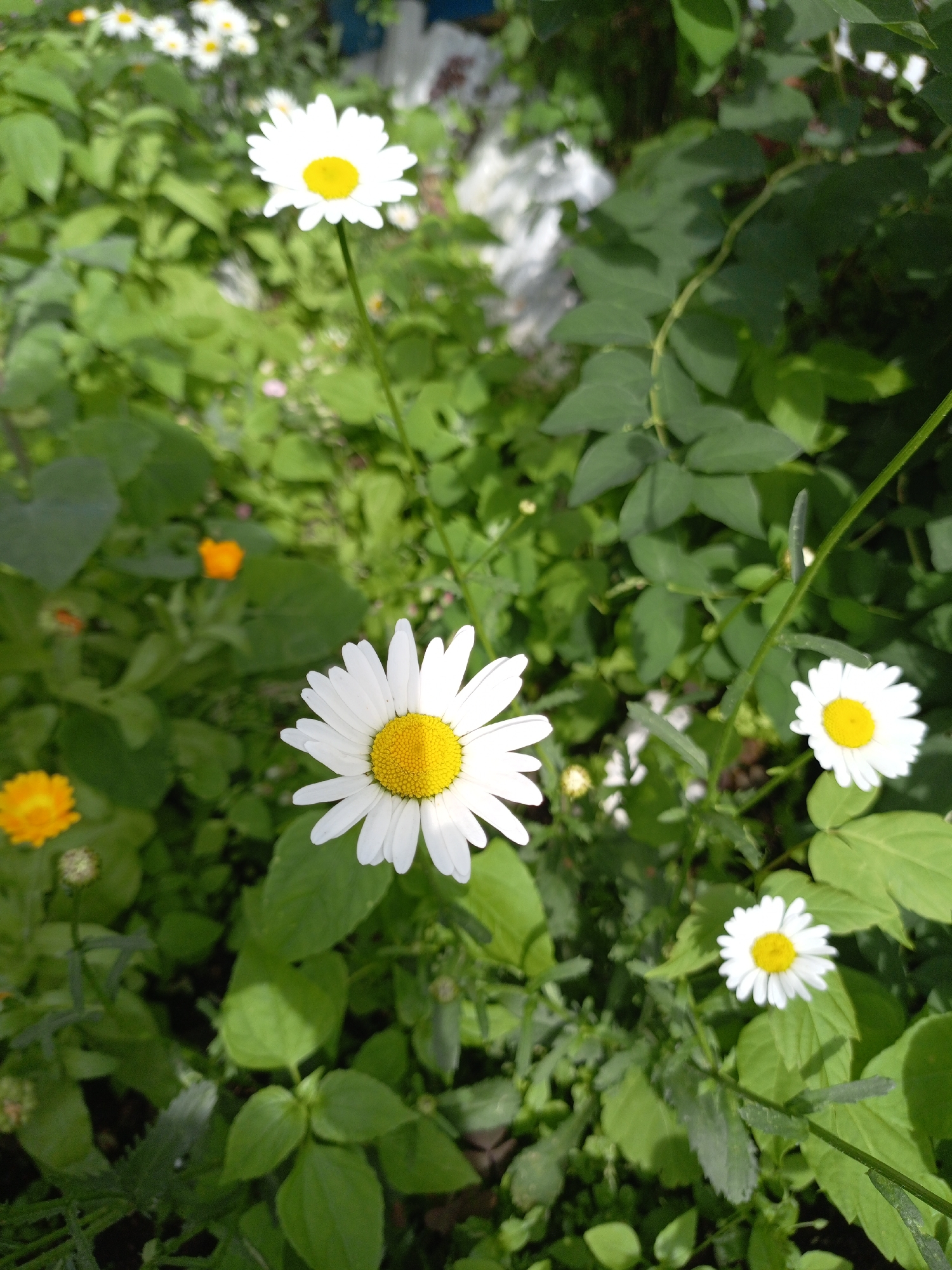 A close-up, eye-level shot captures a garden scene dominated by white daisies with yellow centers. One large daisy is prominently featured in the foreground, its petals fanned out. Several smaller daisies are scattered throughout the frame, some in focus and others blurred. Green foliage forms the background, with some leaves appearing in sharp focus and others soft and out of focus. In the mid-ground, there are small, bright orange flowers, likely calendula, adding a splash of contrasting color. The lighting suggests it is daytime, possibly morning or afternoon, with soft sunlight illuminating the flowers. The overall impression is one of a peaceful, natural setting, likely a garden or a wild patch of flowers. There are no people or text visible in the image. The location context provided is Shadrinsk, Russia, which is consistent with the appearance of hardy garden flowers and foliage.