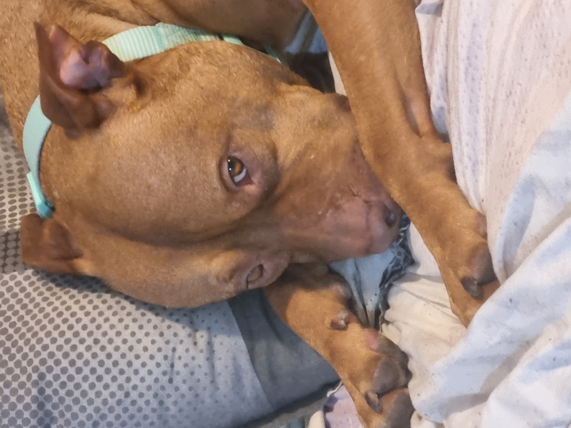 A brown pit bull with a light blue collar lies on a bed with gray and white patterned sheets. The dog's head rests on its paws and the edge of the bed. A white blanket is nearby.