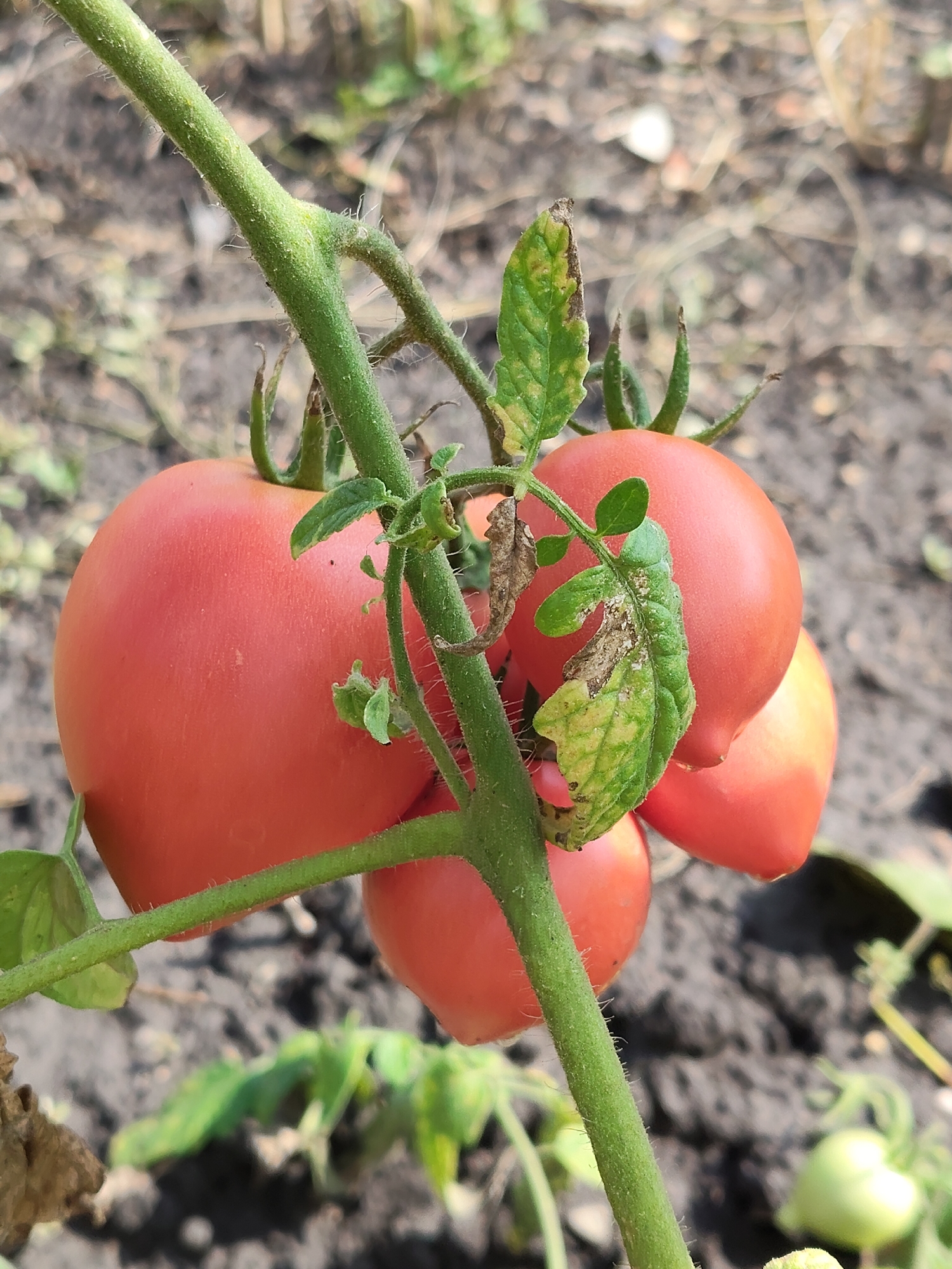 In Mîndîc, Moldova, a close-up, eye-level shot captures a tomato plant laden with ripening fruit against a blurred background of soil and vegetation. The main subject is a cluster of several red tomatoes, varying in size and ripeness, attached to a thick, fuzzy green stem. One prominent tomato on the left is a bright, uniform red, while others, especially those in the background, appear slightly lighter. Some of the plant's leaves are visible; one leaf in the upper right portion of the frame exhibits signs of damage, with brown and yellowing edges and a somewhat withered appearance. The ground beneath the plant is composed of dark, dry soil, with some blurred green foliage and lighter patches of detritus scattered across it. The lighting suggests it is daytime, possibly sunny, given the bright illumination on the tomatoes. The overall impression is one of natural growth in an outdoor setting.