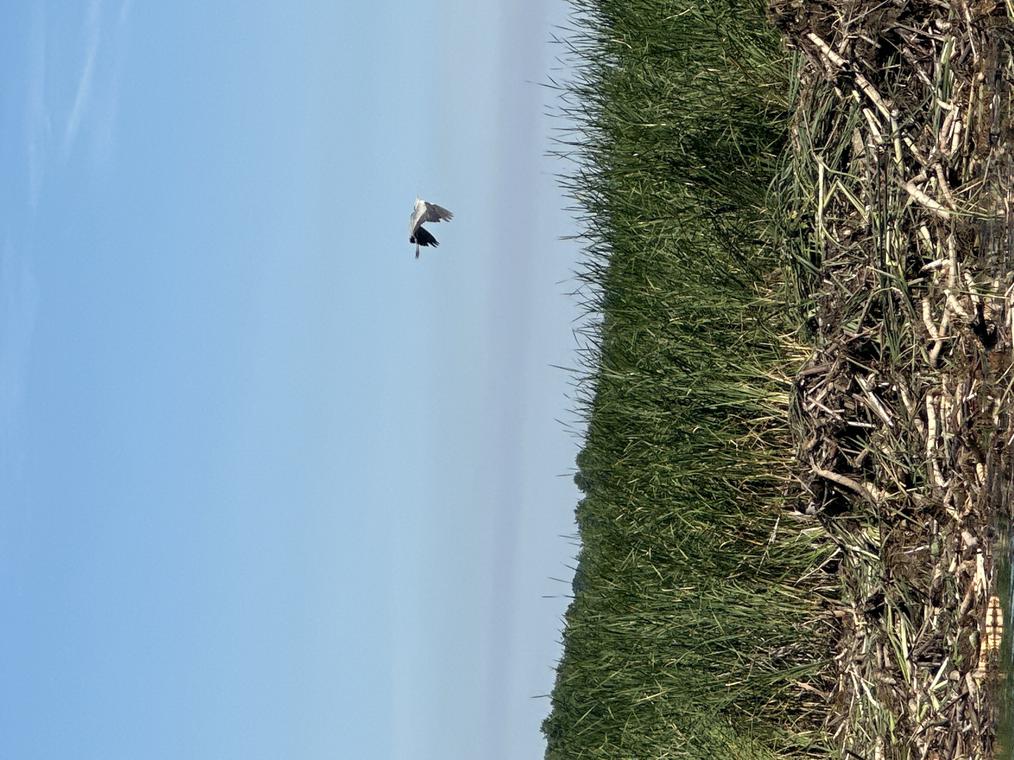 A bird flies across a clear blue sky above a dense field of green grass. In the foreground, a pile of reeds and branches sits at the edge of the water. The scene is a natural landscape in the city of Khlypnivka, Ukraine.