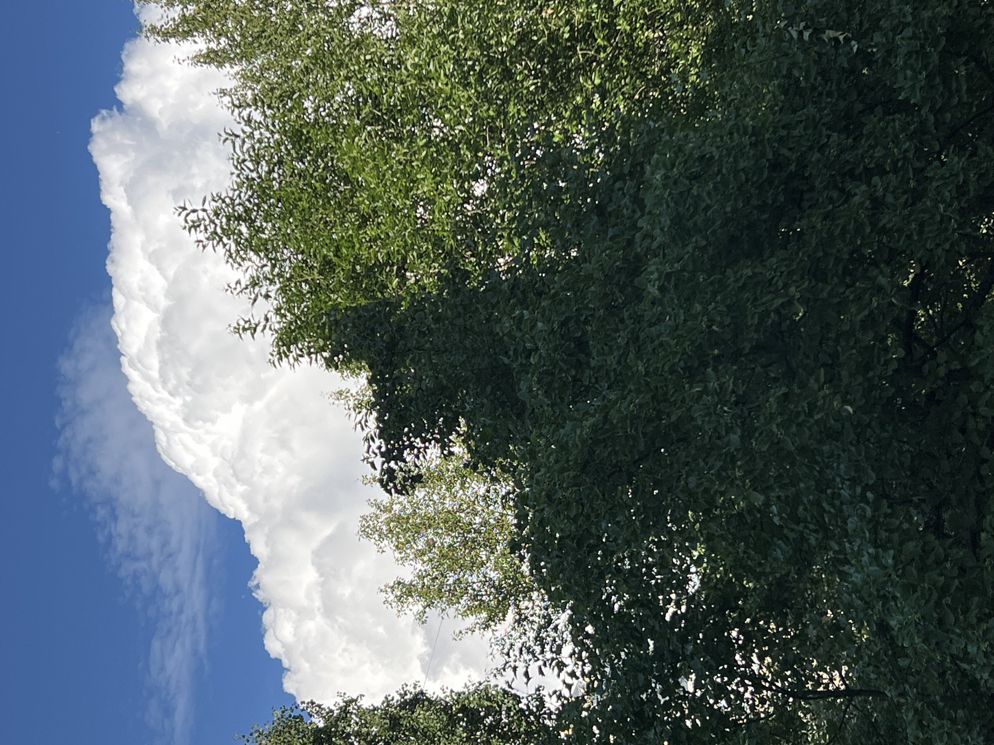 The image shows a partly cloudy sky with a large, fluffy white cloud dominating the upper portion. Below the cloud line, lush green trees fill the frame, obscuring the lower part of the scene. The foliage is dense, with sunlight filtering through in some areas, creating dappled light. The sky is a vibrant blue, contrasting with the white cloud. The image appears to be taken outdoors, likely in a natural setting with trees. There is no indication of the specific location within Sinyavino, Russia, as no landmarks or identifying features are present. There are no people or animals visible in the image.