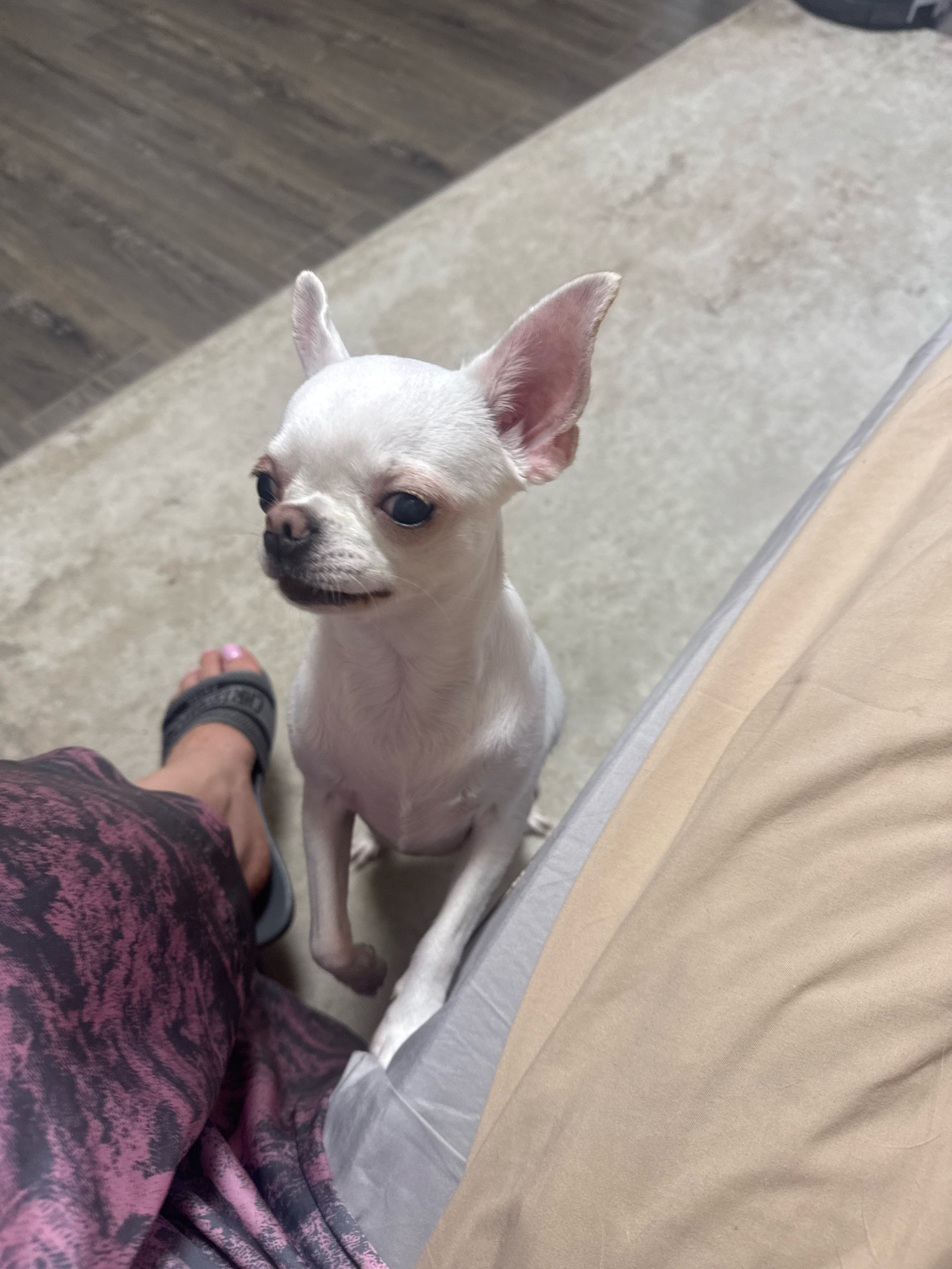 A white chihuahua dog is sitting on a carpet next to a person's leg wearing patterned leggings and a sandal. The dog's ears are perked up, and it is looking at the camera. The background consists of a wood-like floor and a beige fabric. The image does not contain any information about the city of Novosibirsk, Russia.