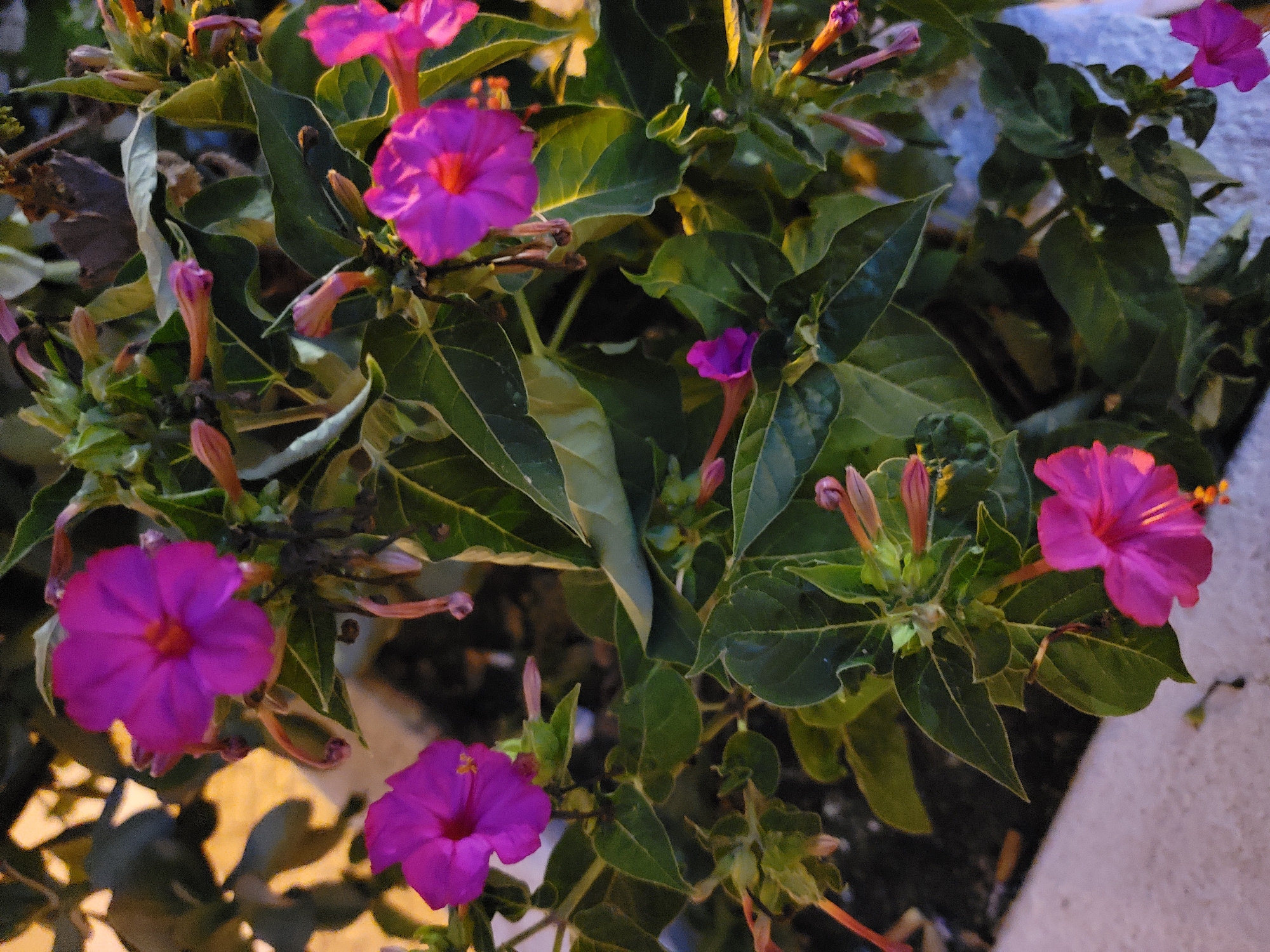 This image shows a cluster of vibrant fuchsia four o'clock flowers (Mirabilis jalapa) with green leaves and some unopened buds. The flowers are in various stages of bloom, with some fully open and others partially closed. The image is taken from a close-up perspective, focusing on the floral details and foliage. The background is a mixture of dark shadows and areas of soft, warm light, suggesting it might be dusk or dawn. The presence of a light-colored concrete edge in the lower portion of the frame indicates an urban or garden setting. It is not possible to determine the exact location within Quarteira, Portugal, from the image alone.