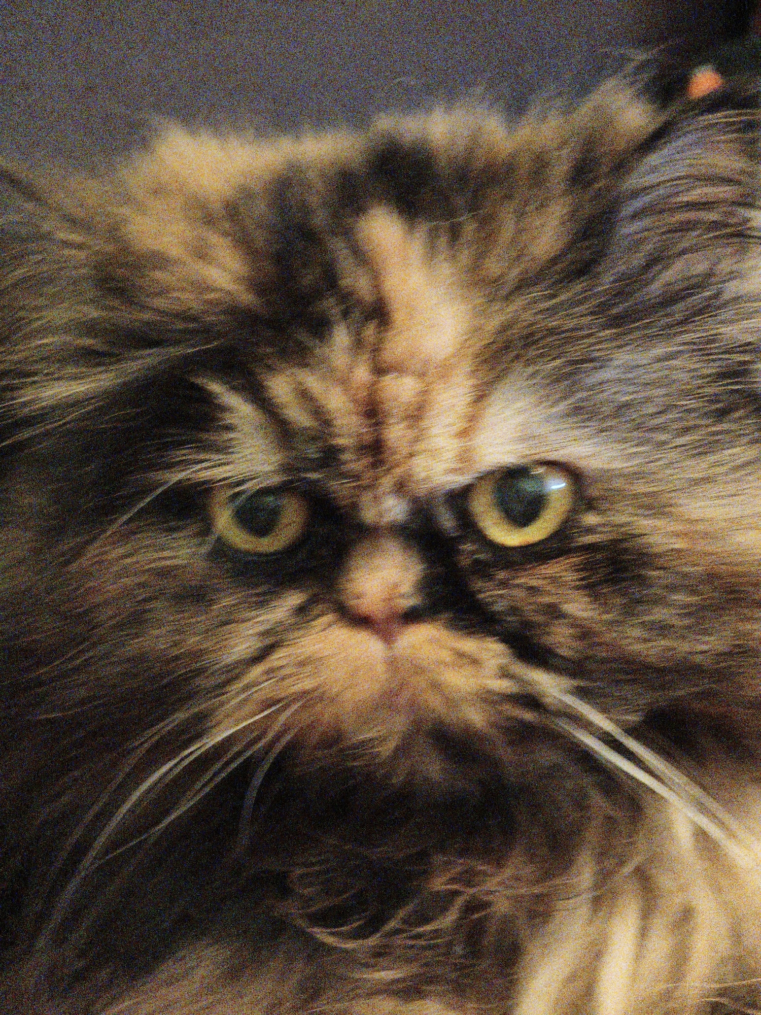 A close-up, slightly grainy, head-on shot shows the face of a long-haired cat with yellow eyes. The cat's fur is a mix of brown, black, and tan. Its eyes are wide and looking directly at the camera, with visible pupils. There is some texture in the background, but it is out of focus and indistinct. The overall impression is a portrait of a cat in a domestic setting, with no specific environmental details visible to indicate its location within the city of Unknown, Unknown.