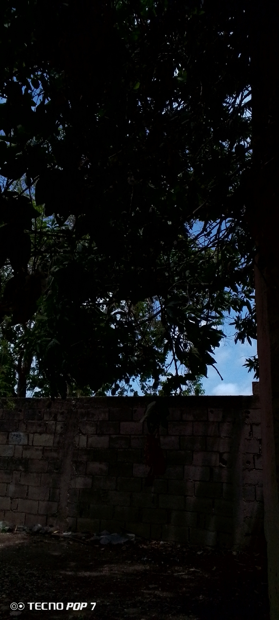 In Altagracia, Venezuela, a low-angle shot looks up through dense, dark foliage towards a bright blue sky. The leaves and branches create a shadowy canopy, with glimpses of the sky and some distant trees visible through the gaps. In the foreground, a weathered brick wall runs horizontally across the lower half of the image. The bricks are rough and uneven, suggesting an outdoor, possibly neglected, area. Below the wall, the ground appears to be dirt and debris, with some scattered refuse. The overall impression is one of a natural setting partially encroached upon by man-made structures.