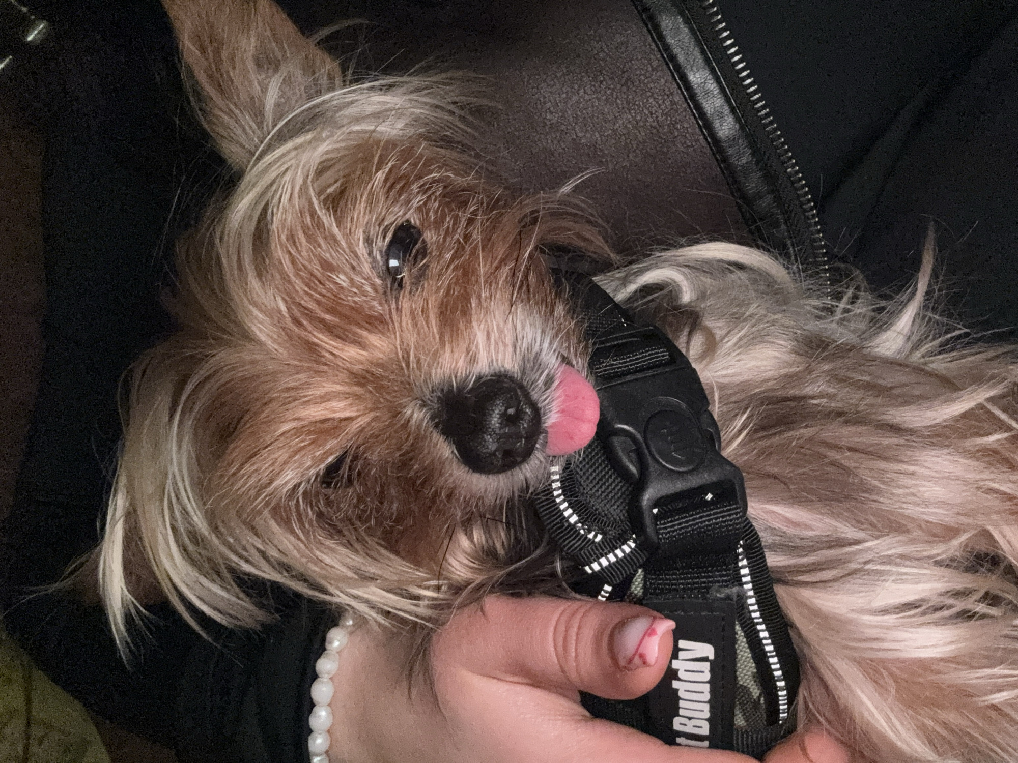 A close-up shot shows a small, furry dog with light brown and white hair, lying on a surface that appears to be black leather. The dog has its tongue sticking out. A black harness with white stripes and the word "Buddy" on it is being held near the dog's face by a person whose hand is visible in the bottom left. The person is wearing a pearl necklace. A portion of a black jacket with a zipper is visible in the top right. The location in Burgas, Bulgaria cannot be determined from the visual information provided.