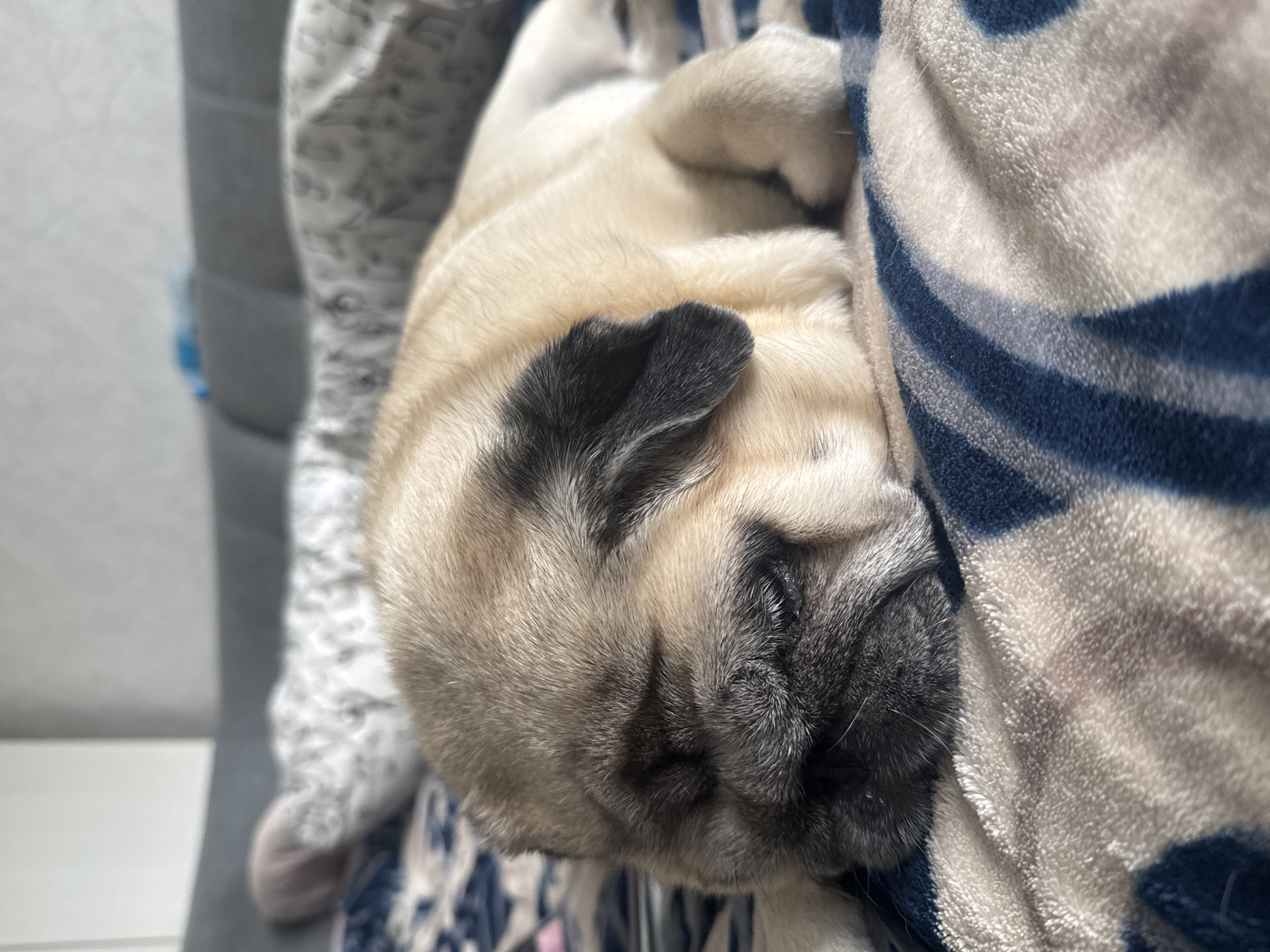 A pug is sleeping on a patterned blanket on a couch. The pug is a fawn color with black markings on its face and ears. It is curled up with its eyes closed. The blanket has a pattern of blue and white stripes. The couch is gray and is in the background. The scene appears to be indoors in a residential setting. There are no other visible subjects or objects of note in the frame.