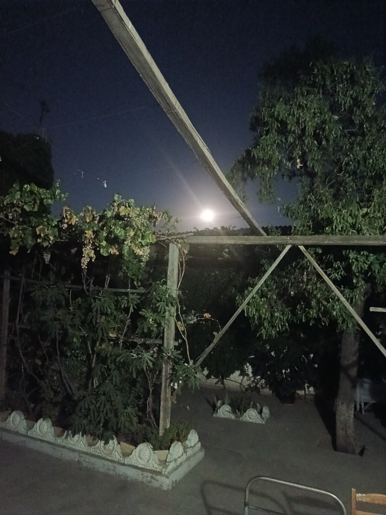 A nighttime, exterior shot shows a moonlit scene with a wooden pergola structure. In the foreground, a decorative concrete planter box with circular motifs lines a pathway. Beyond the planter, a lush vine with grape clusters grows on the pergola. To the right of the vine, a large tree with dense green foliage is visible. The background is a dark sky with a bright moon. The overall atmosphere is serene and natural. The location is unknown.