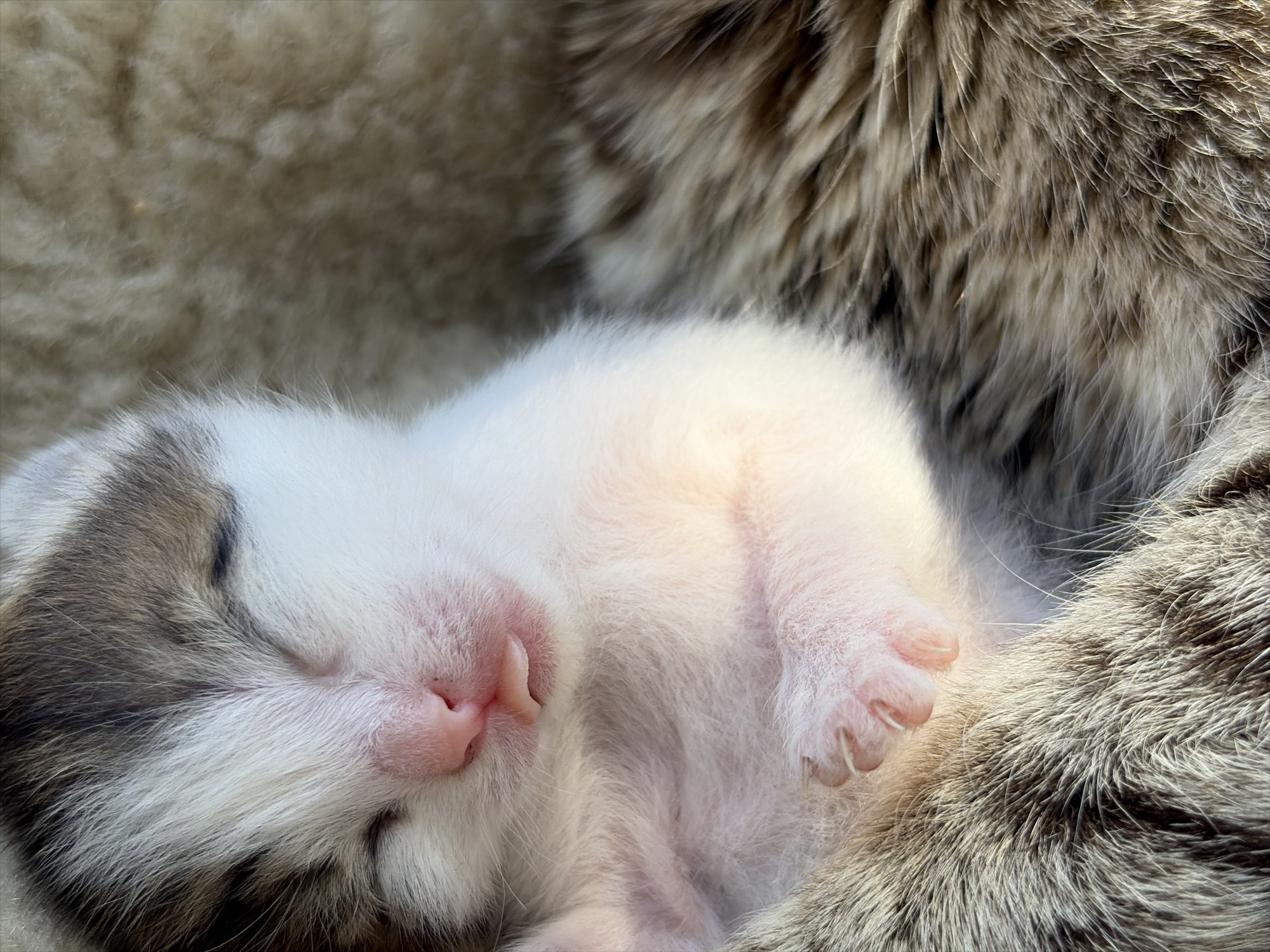 A close-up captures a kitten asleep. The kitten, predominantly white with grey-brown markings on its head, is curled on what appears to be the fur of a larger animal. Its eyes are closed, and its pink nose is prominent. One paw is visible, showing tiny claws. The background is filled with fur, suggesting the kitten is nestled against another animal, possibly its mother. No people are visible. The location is not identifiable.