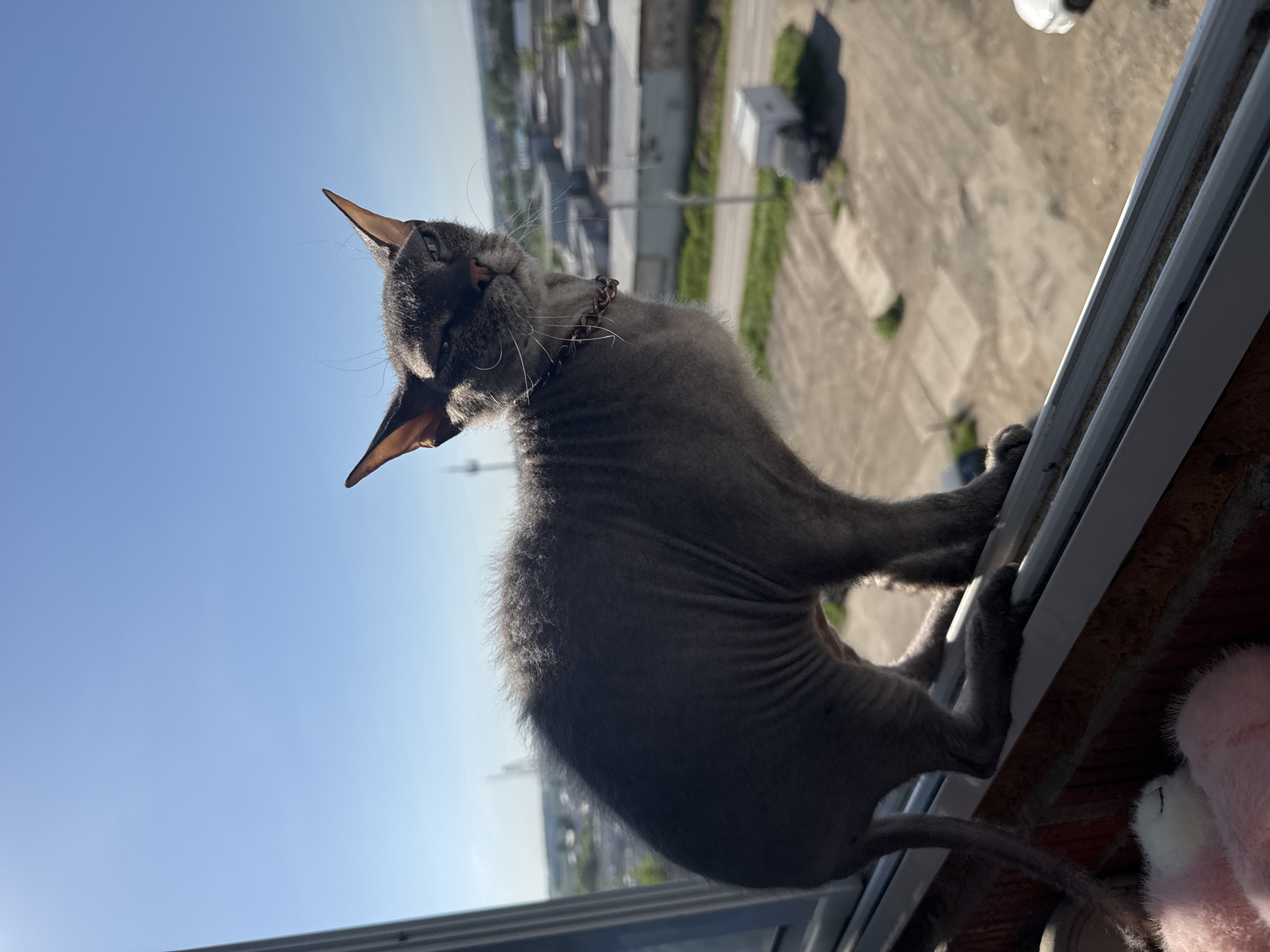 A hairless gray cat stands on the narrow frame of a window, looking out at the city of Zav'yalovo, Russia. The sky is clear blue. Industrial buildings are visible in the background. The cat is wearing a collar and has prominent ears. A stuffed animal is partially visible below the cat. The image is taken from a low angle, looking up at the cat and the surrounding cityscape.