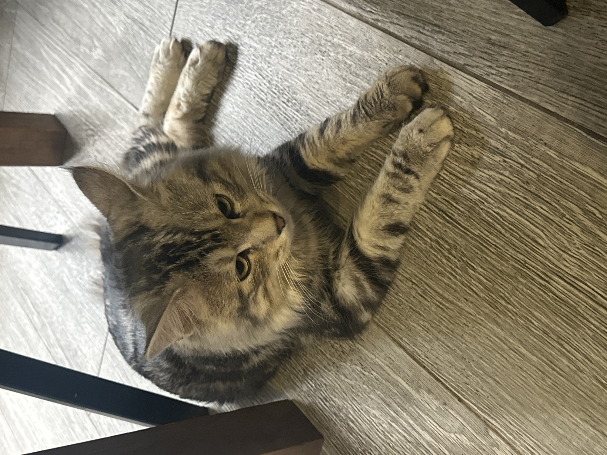 A tabby cat is lying on a light brown wooden floor. The cat is facing to the right of the frame, with its head slightly turned towards the viewer. Its eyes are yellow and it has prominent whiskers. The cat's fur is a mix of brown, gray, and black stripes. Its paws are resting on the floor. Behind the cat, the legs of what appear to be chairs or a table are visible, colored black and brown. The lighting suggests it is daytime, with the light source coming from the top left. The scene is indoors, on a hard floor.