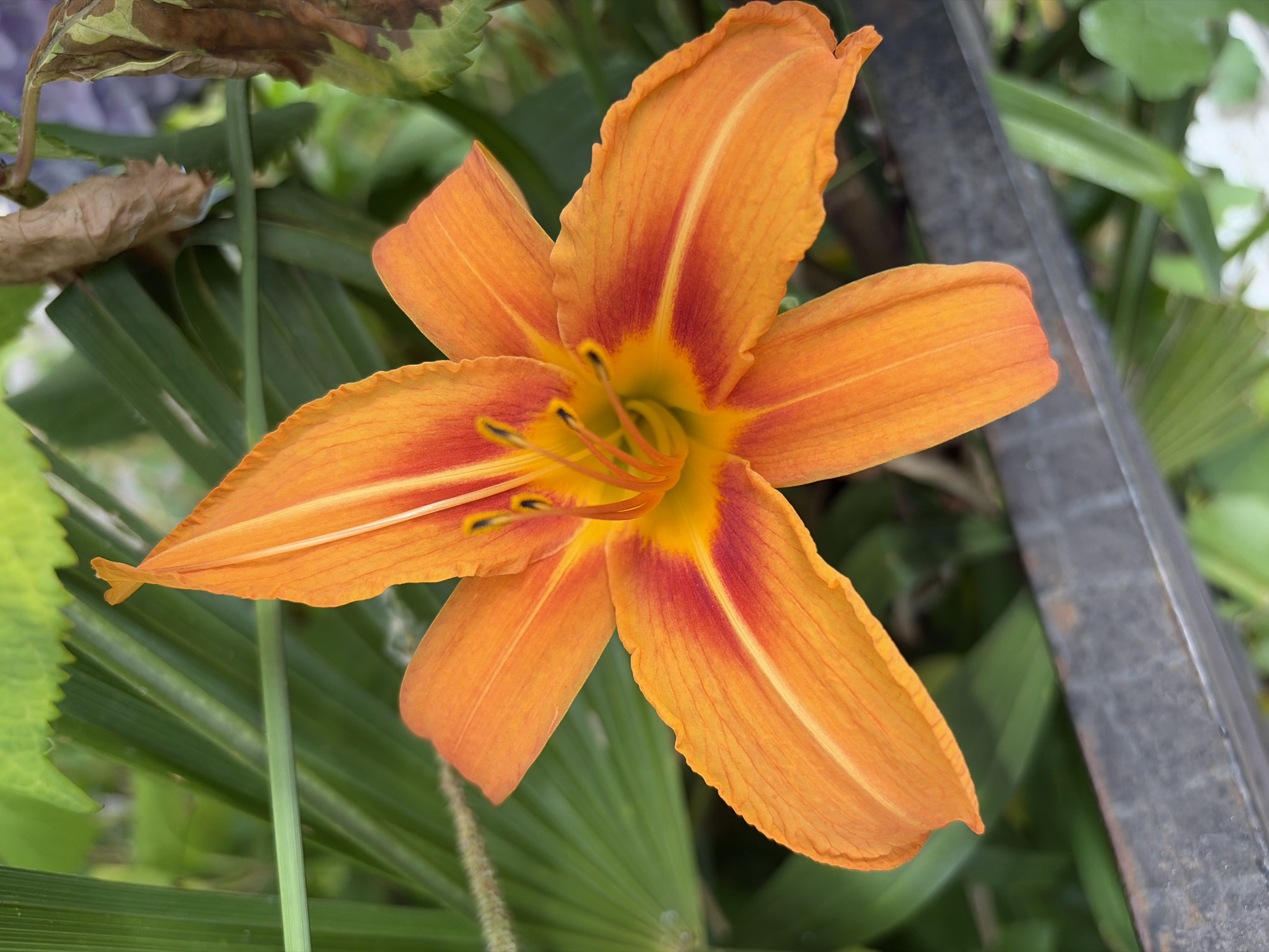 A close-up, vertical shot shows an orange lily flower in full bloom against a blurred background of green foliage and a dark metal railing. The flower's petals are vibrant orange with streaks of red and yellow radiating from the center. The stamen and pistil are visible in the center of the flower. The background is out of focus, with hints of palm fronds, other green leaves, and a dry brown leaf. A dark grey metal railing runs horizontally across the bottom of the frame, with some green leaves and white blossoms visible below it. The scene appears to be in an outdoor garden setting, possibly in Sochi, Russia, given the presence of what appear to be palm fronds. There are no people or animals present in the image. The lighting suggests it is daytime, with soft light illuminating the flower.