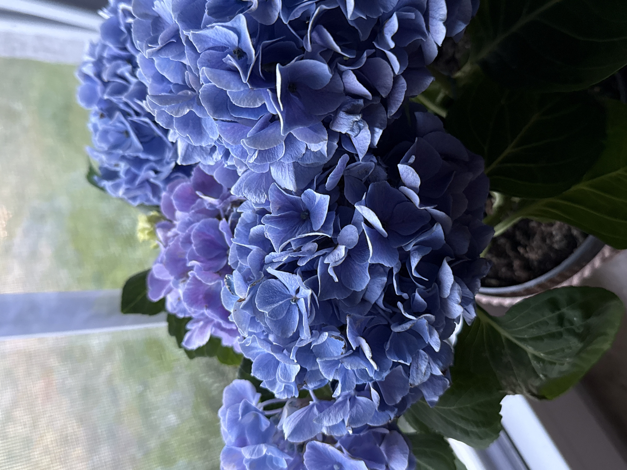 The image shows a close-up of a potted hydrangea plant with blue and purple blooms. The plant is positioned near a window, with natural light filtering through. The background outside the window is blurred, showing greenery and a white vertical structure, possibly a window frame or a fence. The foreground features large, textured hydrangea flowers and dark green leaves. The pot is partially visible at the bottom right, containing dark soil. No people or actions are depicted in the image. The scene appears to be indoors, by a window, and does not provide any specific information about a location in Bad Sachsa, Germany.