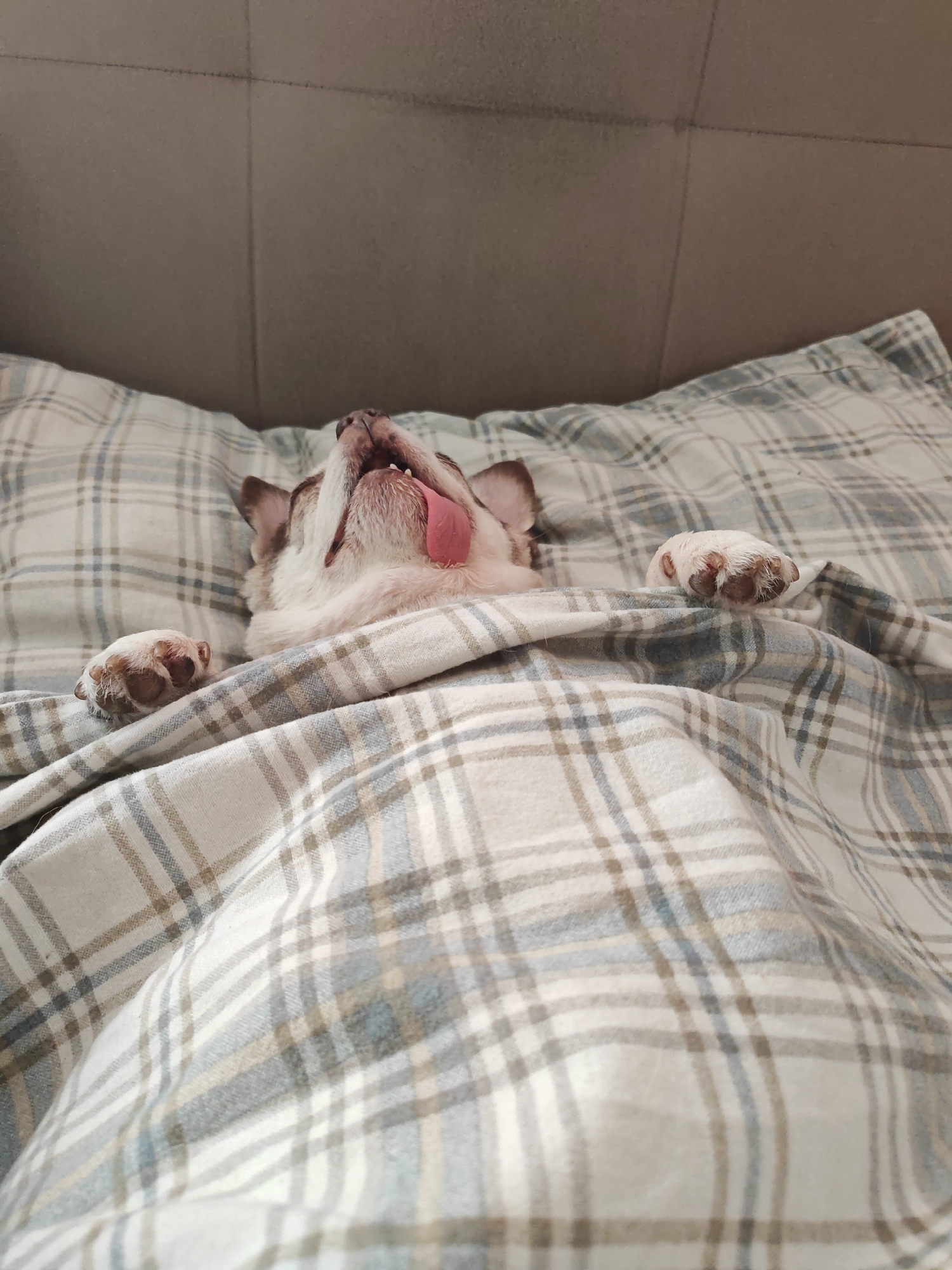 A dog is sleeping on a bed. The dog is on its back with its tongue sticking out and paws up. The bed has a plaid pattern. A couch is visible in the background.