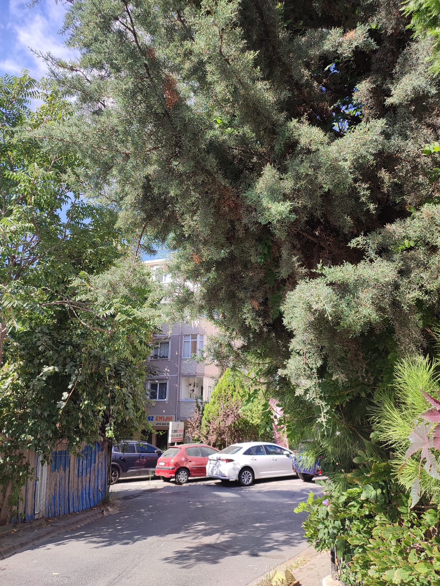 A low-angle, eye-level exterior shot captures a street scene in Üsküdar, Turkey, beneath a canopy of lush green trees. The sunlight filters through the dense foliage, casting dappled shadows on the asphalt road. To the left, a weathered, blue and silver corrugated metal fence runs along the edge of the street, partially obscured by a large, leafy green tree. Beyond the fence and trees, a modern, light-gray apartment building with multiple windows and balconies stands tall. Several cars are parked along the side of the road in front of the building, including a dark blue sedan, a red hatchback, and a white sedan. The scene is tranquil, with no people visible.