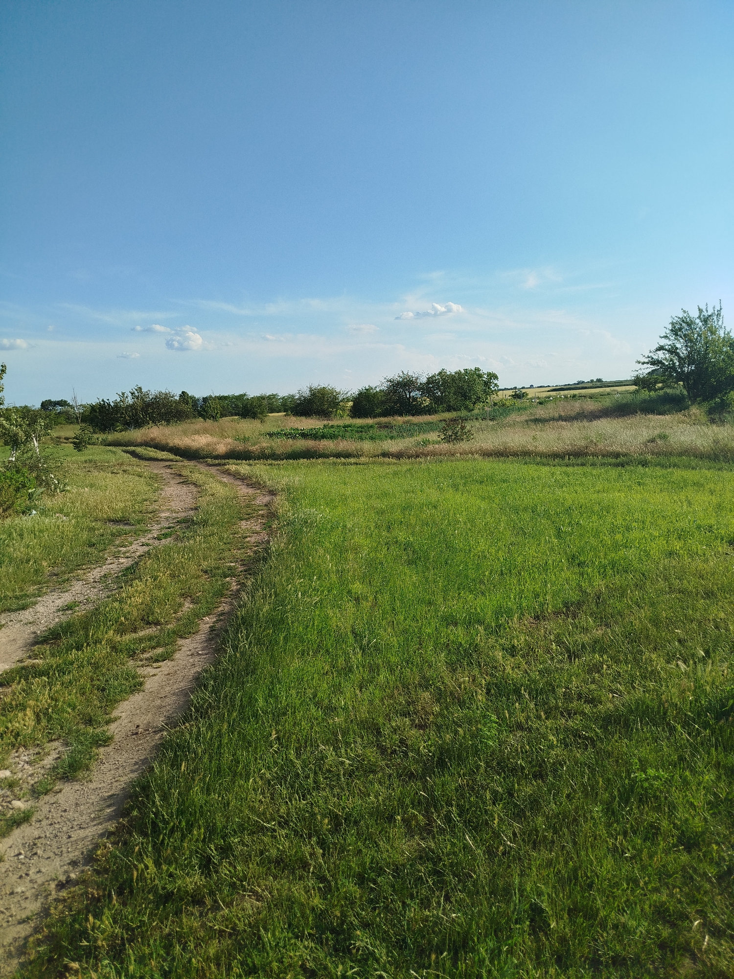 A dirt road winds through a vibrant green meadow under a clear blue sky dotted with a few wispy clouds. The road curves from the left side of the frame into the distance, bordered by tall, lush grass on its right. In the background, a line of trees and shrubs marks the edge of the meadow, with glimpses of cultivated fields and a lone tree visible further in the distance. The scene evokes a sense of peacefulness and natural beauty on a bright, sunny day. The time of day appears to be midday or early afternoon, judging by the strong sunlight and the clear sky. The location seems to be a rural or countryside setting. There is no visible text in the image.