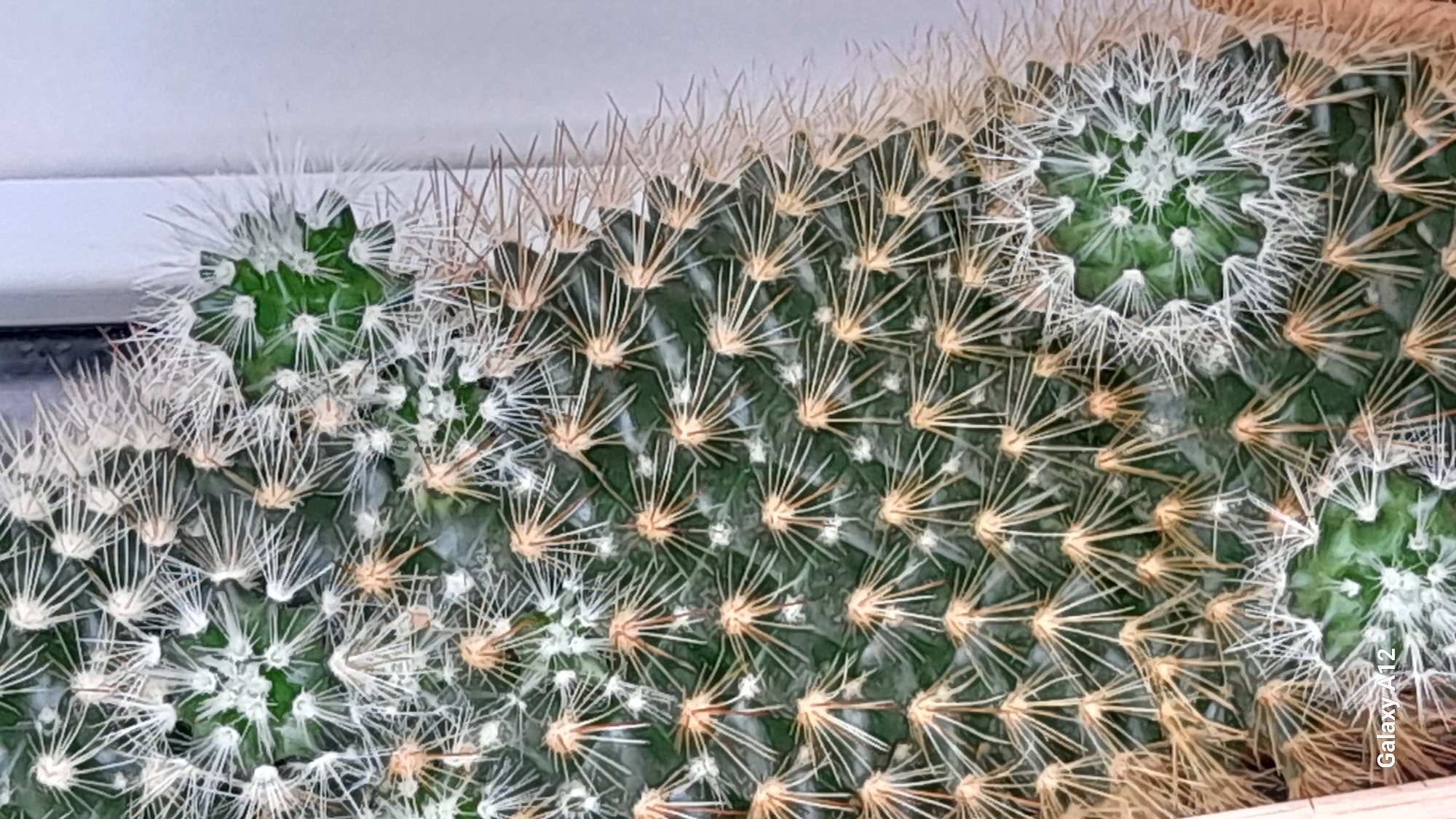 The image is a close-up, vertical shot of a cactus plant, with a focus on its green body and numerous sharp spines. The cactus appears to be a single, clustered specimen, possibly a variety of Mammillaria due to the arrangement of its areoles and radial spines. The spines are a mix of white and yellowish-brown, radiating outwards from distinct points on the cactus's surface. Some smaller, more fuzzy white spines are visible, particularly around the newer growth areas. The background is a plain, light gray surface, likely a wall or container, with a hint of a dark vertical line on the right edge, possibly a window frame or the edge of a shelf. The lighting is bright and even, highlighting the texture and detail of the cactus's spines. The bottom left corner of the image displays the text "Galaxy A12". There are no people or animals present in the image. The location in Markovsky, Russia, is not discernible from the visual information provided in the image.