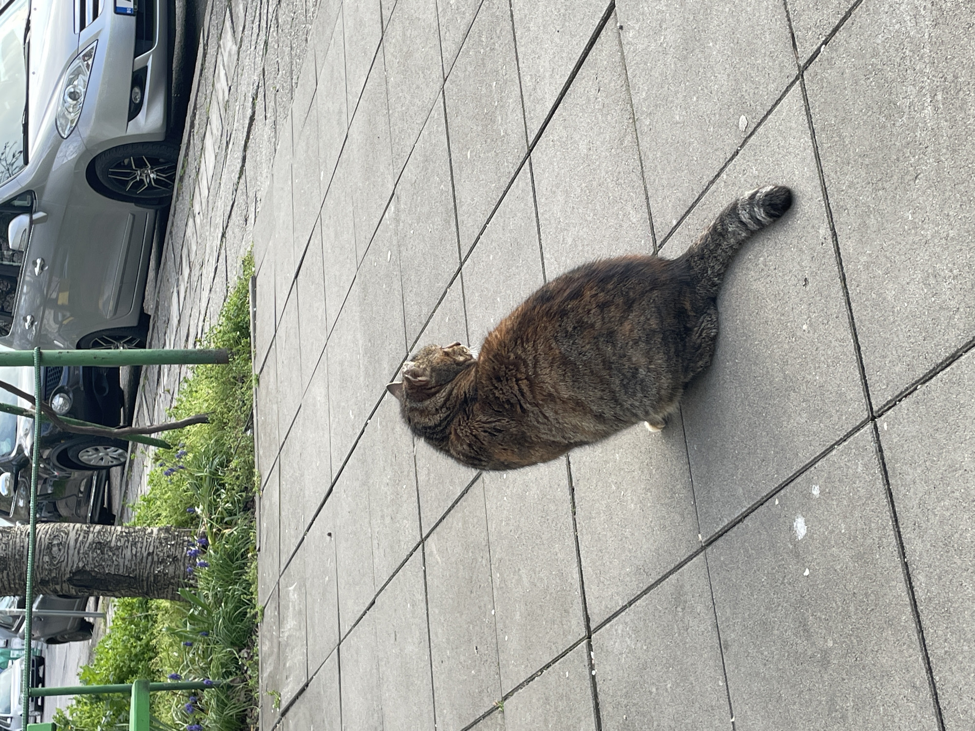 A medium-sized, brown tabby cat is lying on a gray tiled sidewalk, oriented from lower left to upper right. The cat's tail, featuring black and white stripes, is visible on the upper right. The cat is facing left, away from the viewer.
On the left of the image, there are vehicles parked along the sidewalk. Between the sidewalk and the vehicles, a narrow strip of greenery with small, purple flowers is present. A tree trunk is also visible within the greenery. Based on the urban layout and architectural style, the location is consistent with a street scene in Burgas, Bulgaria.
