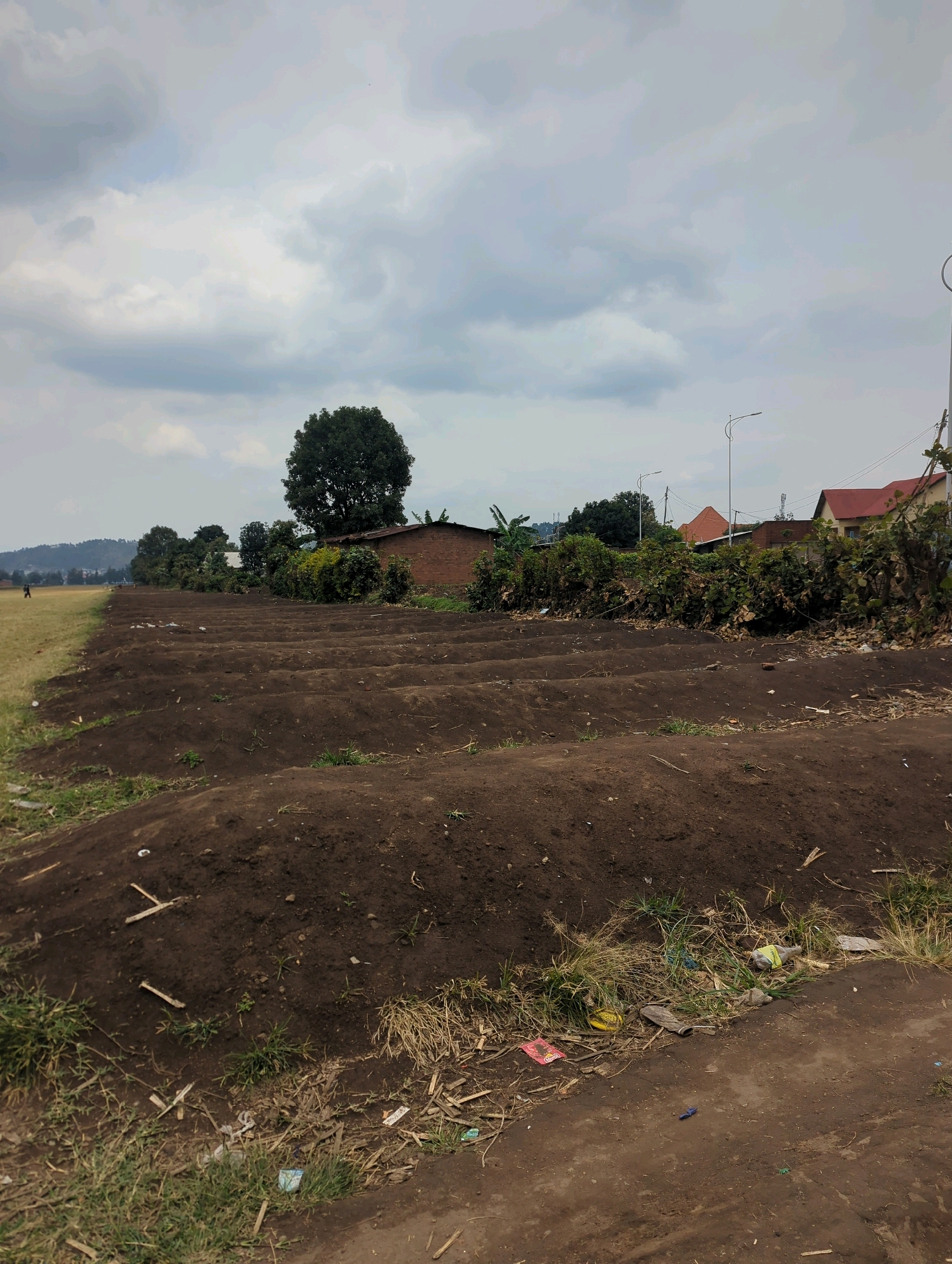 The image depicts a rural landscape in Musanze District, Rwanda, under a cloudy sky. In the foreground, rows of tilled soil suggest agricultural activity, with some patches of dry grass and scattered debris, including plastic bottles and wrappers, along the edge of the tilled area. Beyond the tilled fields, a grassy area is visible, with two distant figures walking on what appears to be a path or field. Further in the background, a line of trees runs along the horizon, punctuated by a large, mature tree. Several buildings are interspersed with the trees, including a brick structure with a red roof and another house with a red tile roof. Streetlights are visible along a road in the middle ground. The overall scene is one of agricultural preparation and rural habitation in Musanze District.