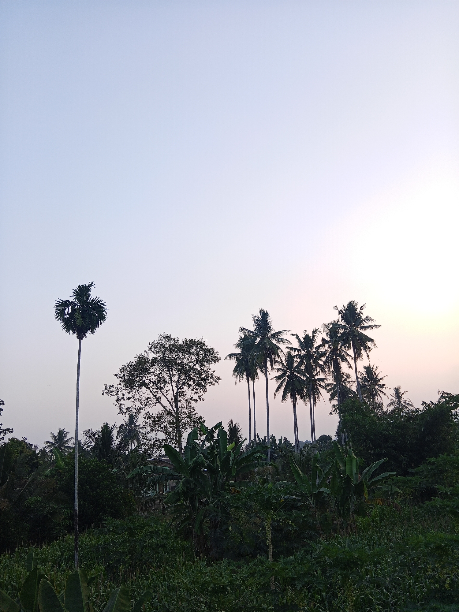 The image shows a rural landscape dominated by lush greenery and various types of trees, including several tall palm trees. The sky is a clear, pale blue, transitioning to a light yellow or pinkish hue on the right side, suggesting it might be dawn or dusk. In the foreground, dense vegetation creates a natural barrier, with some taller plants and leaves clearly visible. In the midground, a cluster of palm trees stands out, with one particularly tall, slender palm tree on the left. Behind these, a larger, leafy tree is visible, and further back, a building with a distinct roofline is partially obscured by the foliage, hinting at a small settlement or farmstead within this natural setting. The overall impression is one of a tranquil, tropical environment.
Given the context provided, this scene could be located in the outskirts of Lubuklinggau, a city in South Sumatra, Indonesia, known for its predominantly rural and agricultural areas characterized by similar vegetation and natural landscapes. The presence of abundant tropical flora like palm trees and broad-leaved plants is consistent with the climate and environment of such a region. The building glimpsed through the trees might be a local residence, a small shop, or part of a farm. The image captures a moment of natural beauty, undisturbed by significant human activity, offering a glimpse into the typical scenery of a rural Indonesian landscape.