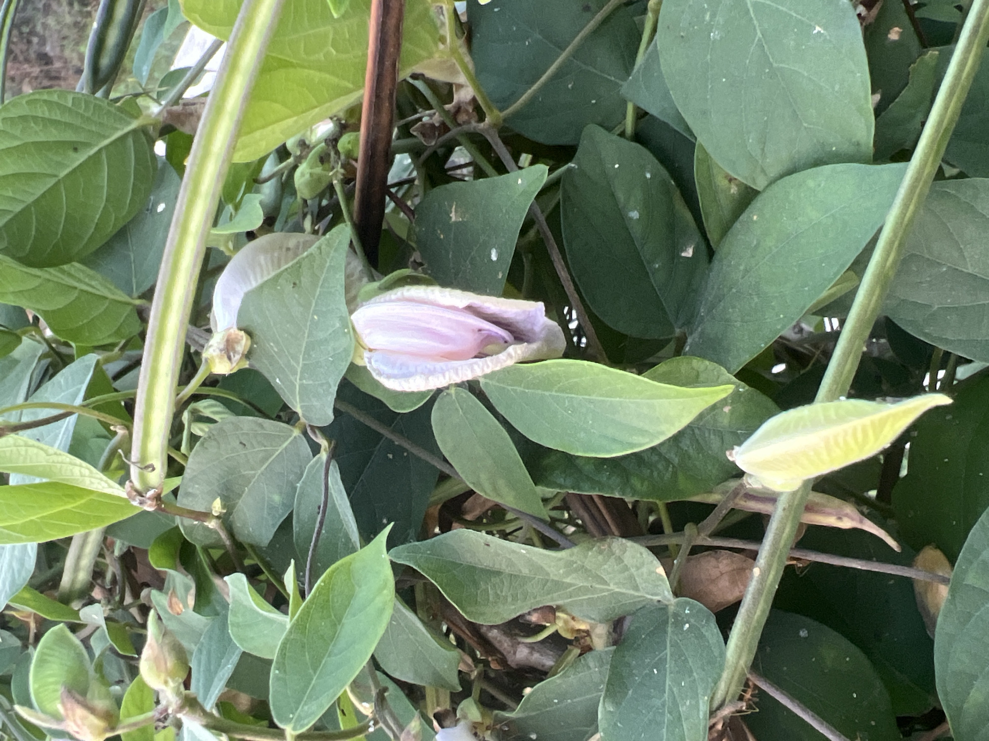 This is a close-up, eye-level shot of a plant with green leaves and a partially open light purple flower. The flower is in the center of the frame, with its petals unfurling. The leaves are varied in size and shape, with some appearing larger and smoother than others. A thin, brown branch runs horizontally across the upper right portion of the image. The plant appears to be growing in an outdoor environment. The scene is captured in Tlogoadi, Indonesia.