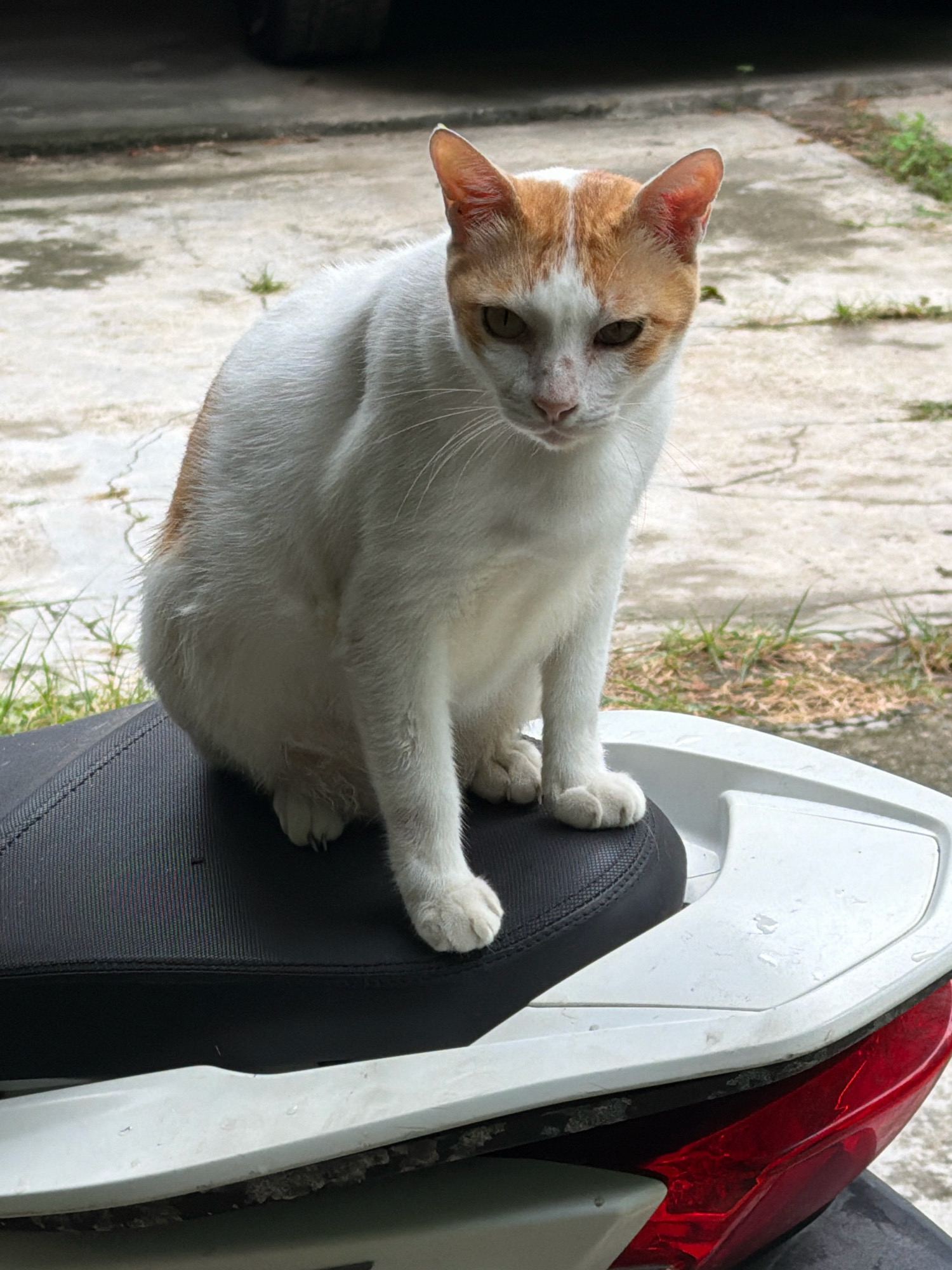 A domestic short-haired cat with white and orange fur sits on the seat of a white scooter. The cat is facing forward, looking directly at the camera with a neutral expression. Its paws are resting on the black seat. The scooter is parked on a concrete surface with some sparse vegetation and a darker background, possibly a road or pathway. The lighting suggests it is daytime. The image captures a close-up view of the cat and the scooter, with the environment out of focus.