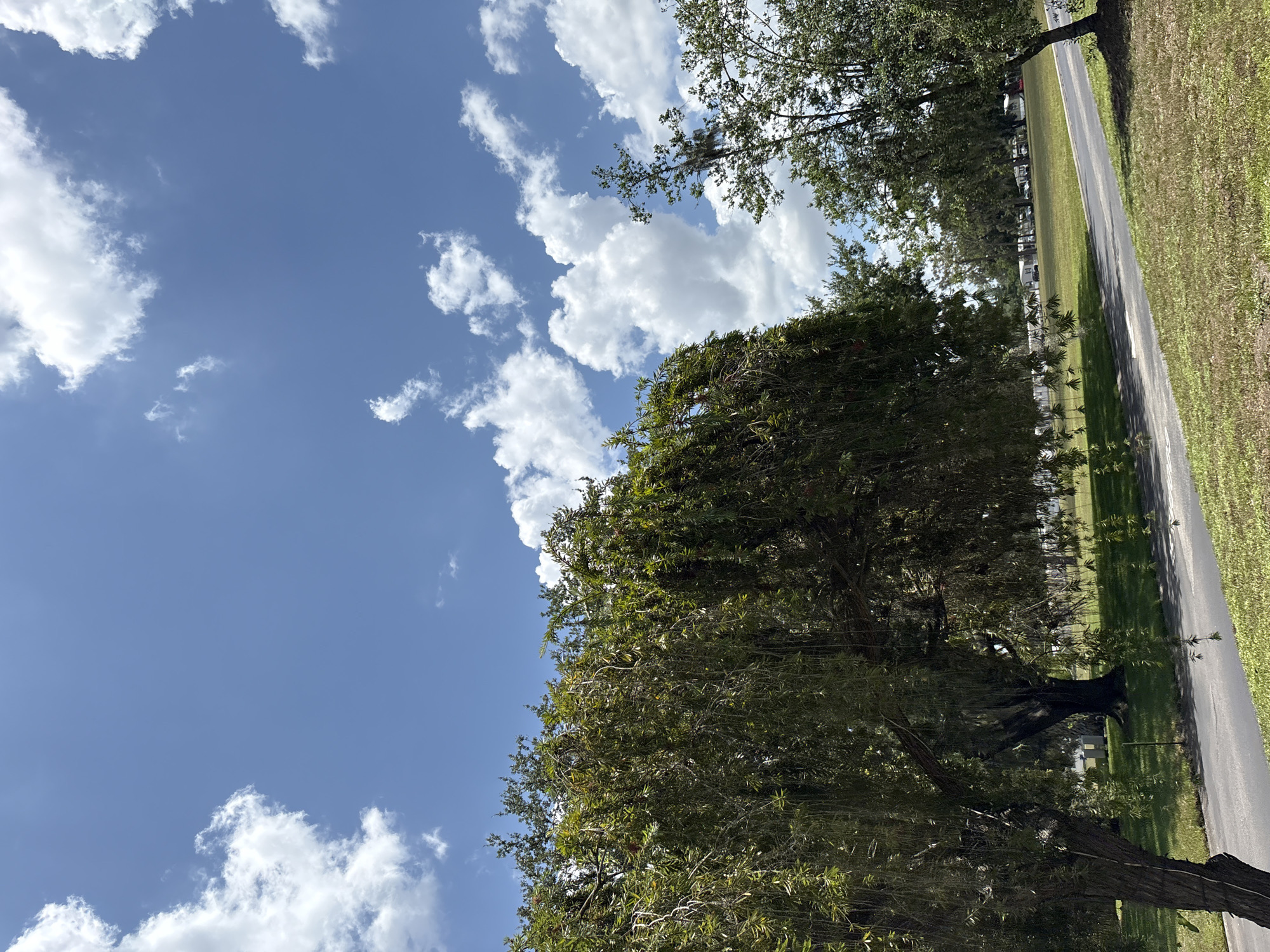This is a vertical, full-shot photograph taken outdoors. The image is dominated by a bright blue sky filled with fluffy white clouds. In the foreground, a large, lush green tree with a dark trunk occupies the right side of the frame. The tree's branches extend upwards and inwards, with its leaves creating a dense canopy.
To the right of the tree, a paved road runs diagonally from the top of the frame towards the bottom. The road is bordered by a strip of green grass on the left and a wider area of mowed grass on the right. In the distance, along the left side of the road, several parked vehicles are visible, suggesting a roadside or parking area. The overall lighting indicates it is daytime, likely late morning or afternoon, with clear and pleasant weather. There are no people or animals visible in the frame. The scene appears to be in a park or a well-maintained roadside area. There is no visible text in the image.