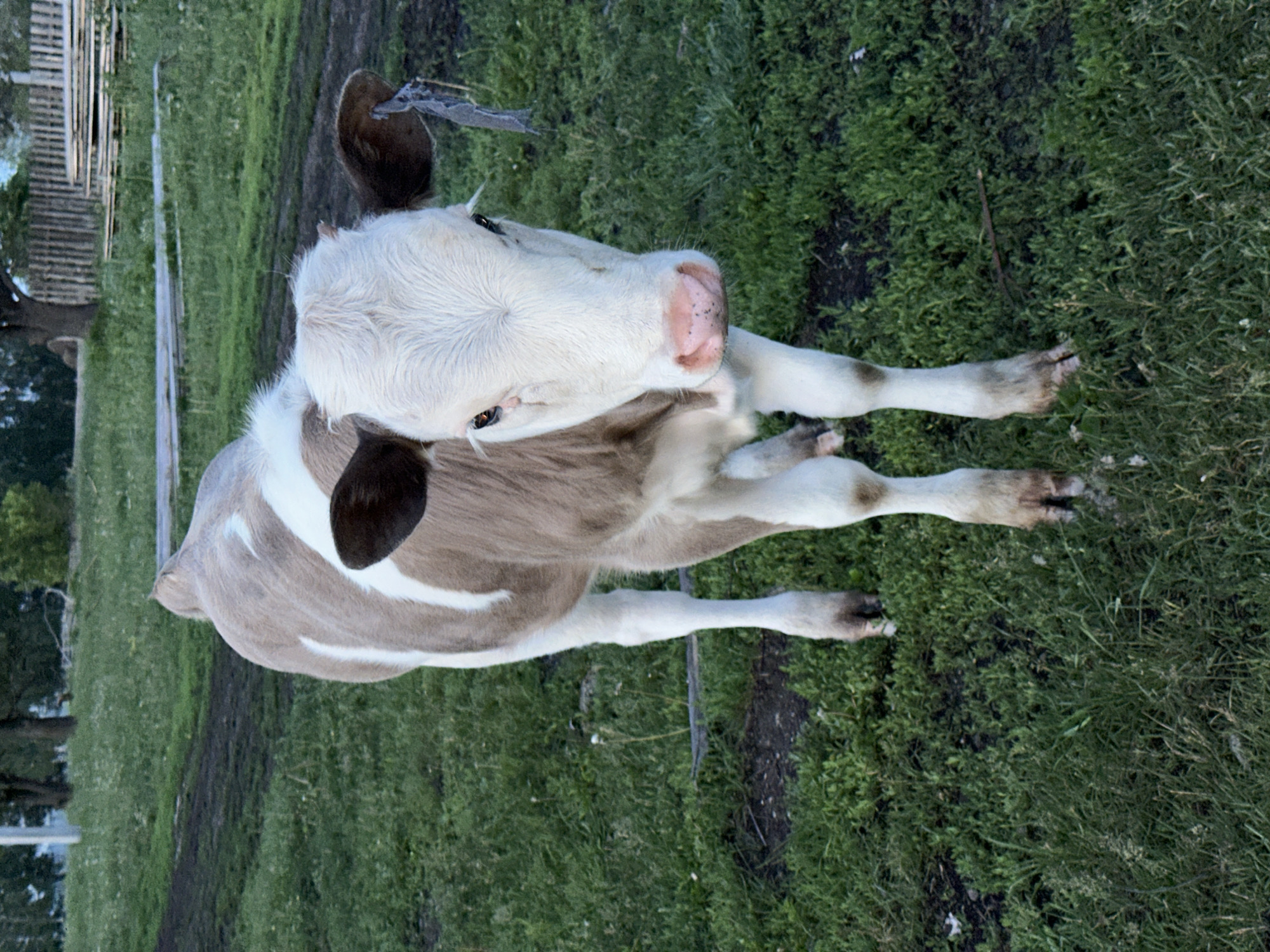 In an outdoor grassy field, a light brown and white calf stands facing the camera. The calf has dark brown ears, one of which appears to have a piece of gray twine attached. Its eyes are dark brown, and its nose is pink with darker speckles. The calf's legs are white with brown markings near its hooves. The ground is covered in green grass with patches of dark earth. In the background, there is a wooden fence and stacked lumber. Trees are visible further in the distance. The lighting suggests it is daytime, possibly late afternoon or early evening.